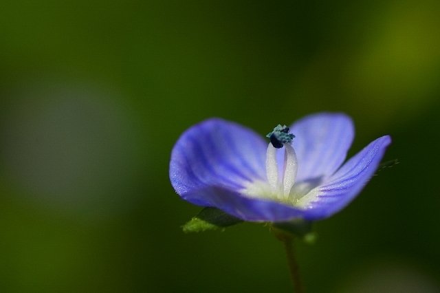 大犬のふぐり 正三郎 Note