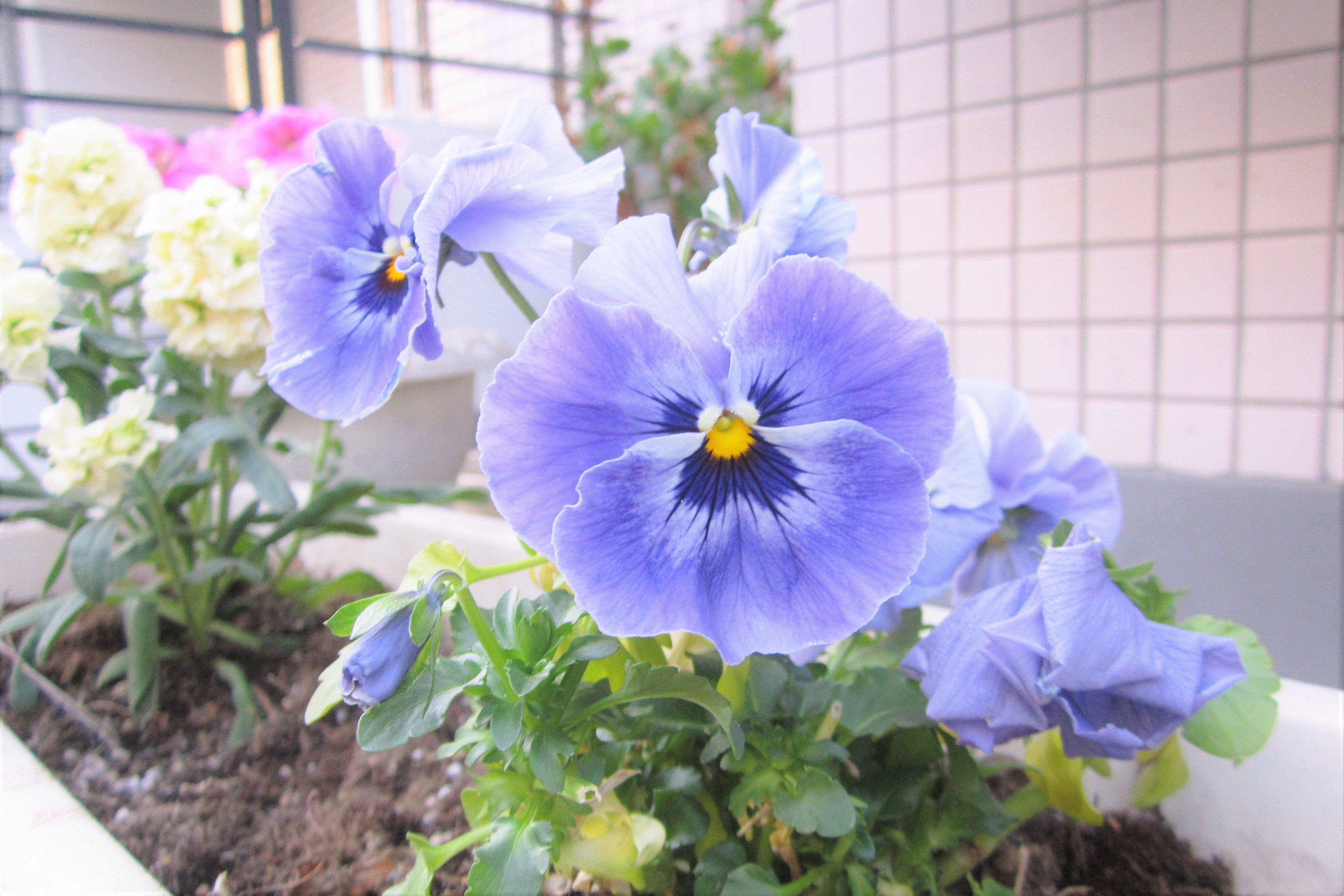 ある日の庭 花とパセリを植えました 真帆 沁 Mahoshin 文筆家 Note