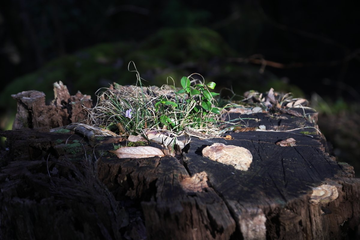 朽ちた木 Windcall Note 朽ちた木 Windcall Note