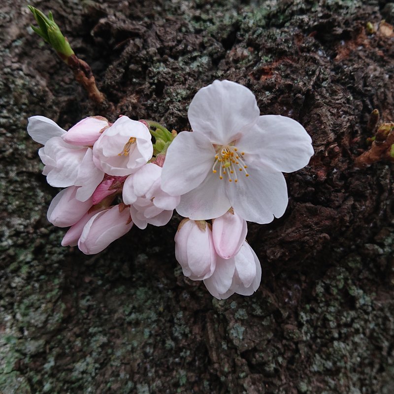 桜が咲いたところです。