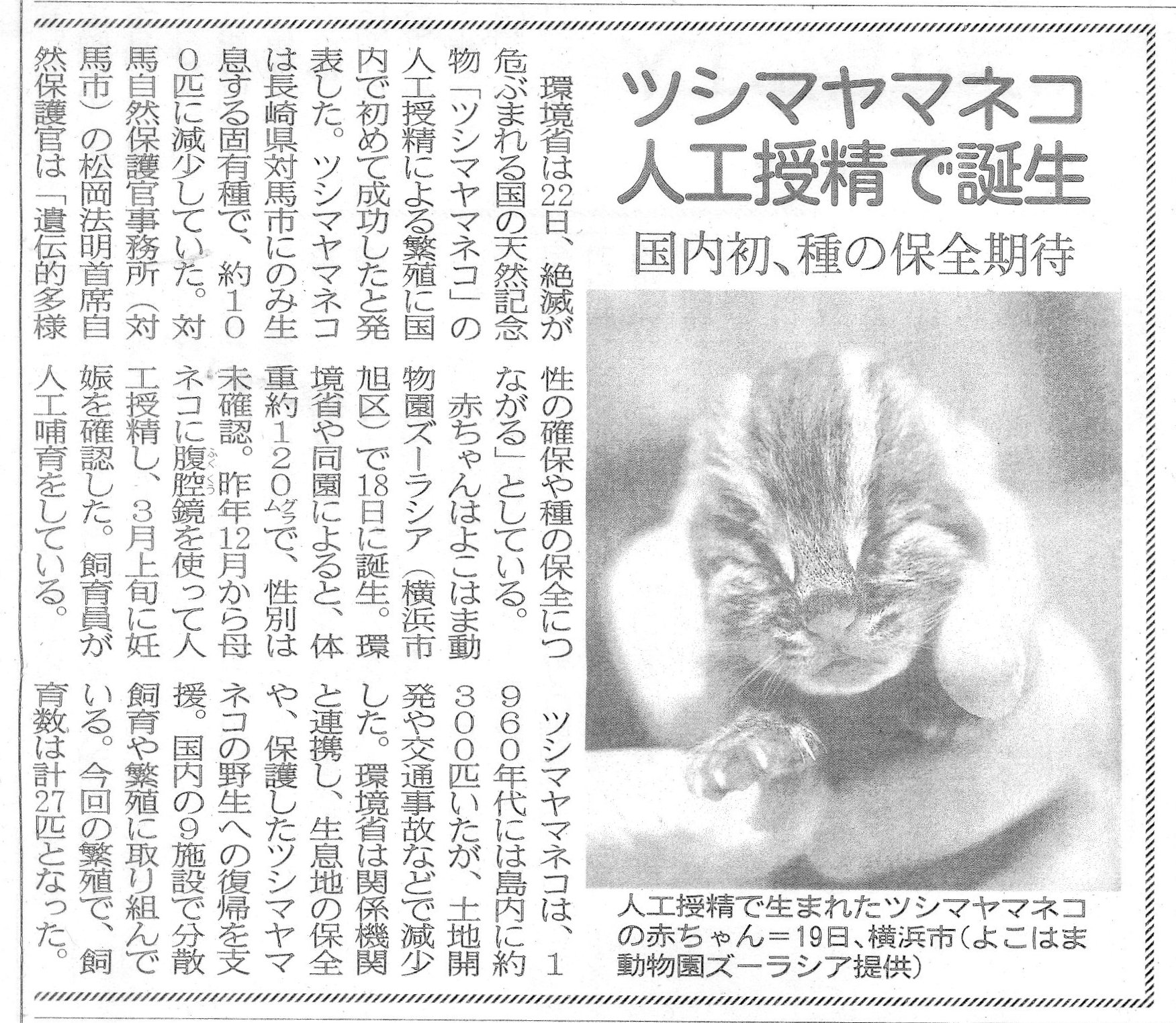 ねこ ネコ ニャンコ ツシマヤマネコの赤ちゃん 大阪のうめ吉 Note ねこ ネコ ニャンコ ツシマヤマネコの赤ちゃん 大阪のうめ吉 Note
