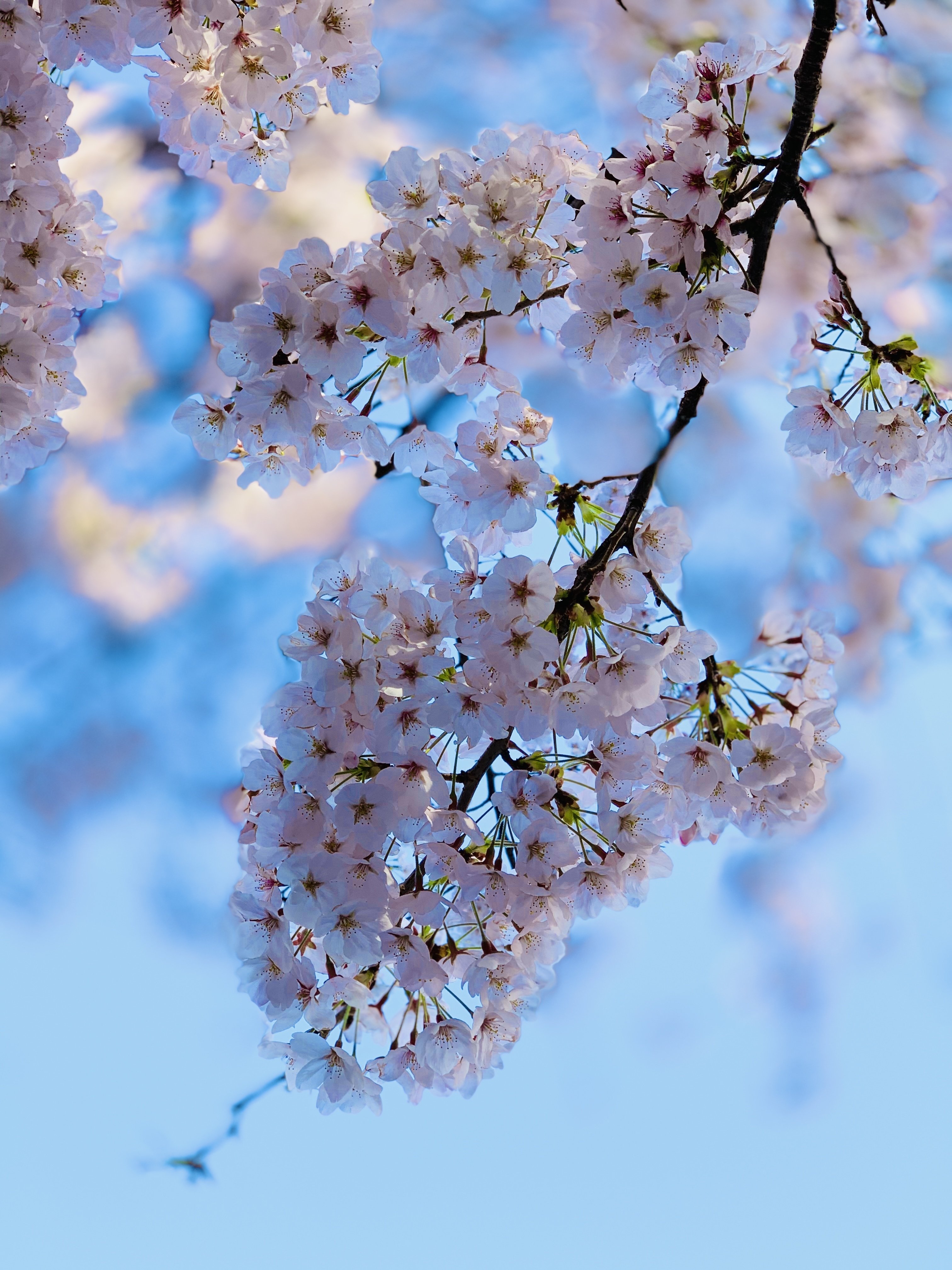 写真集 目黒川の桜 21 サザヱ Note 写真集 目黒川の桜 21 サザヱ Note