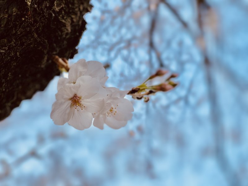 桜の花を見てると 毎年初恋の気分になりませんか？😍
