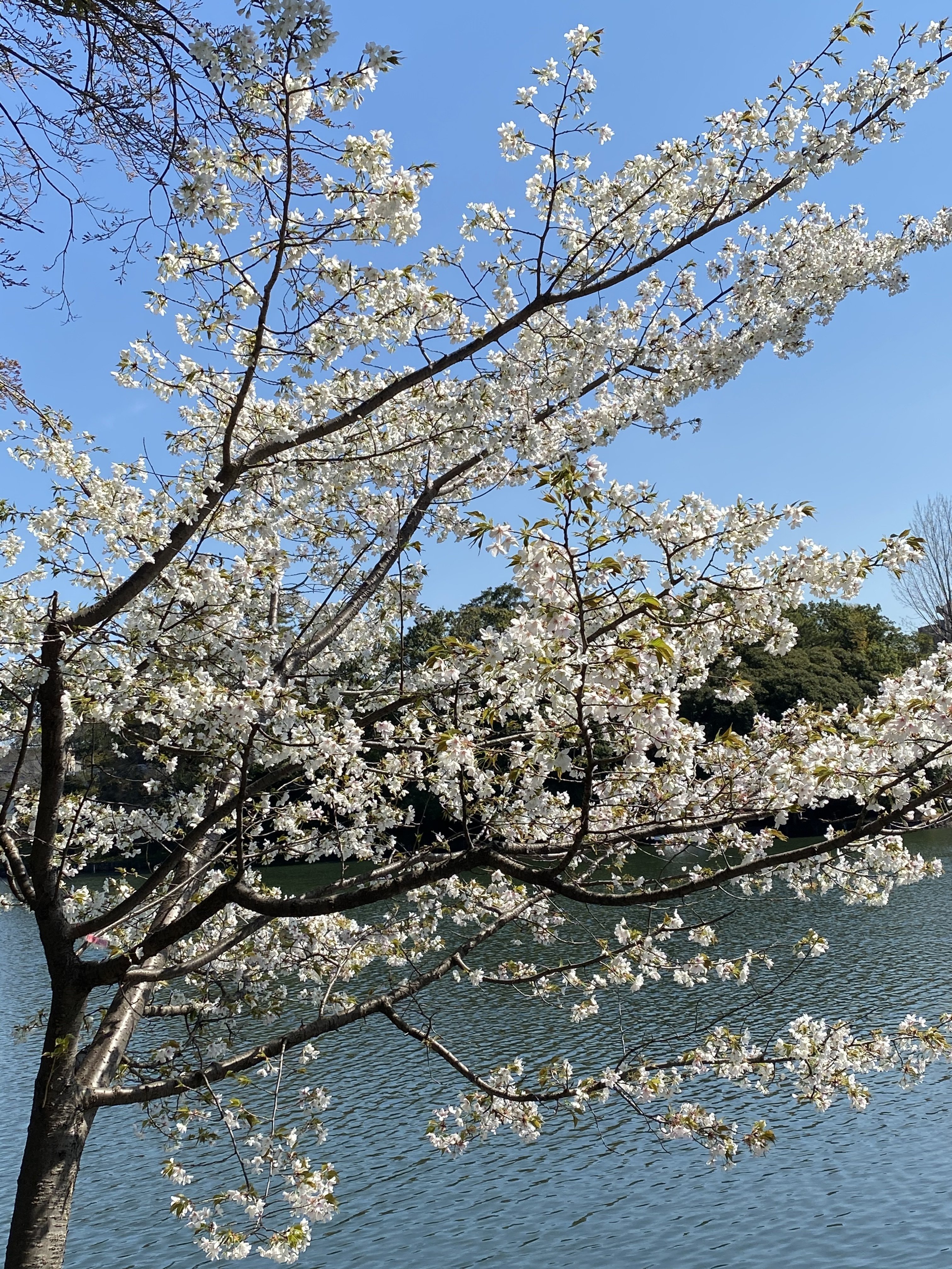 洗足池の桜 K Westernvillage Note
