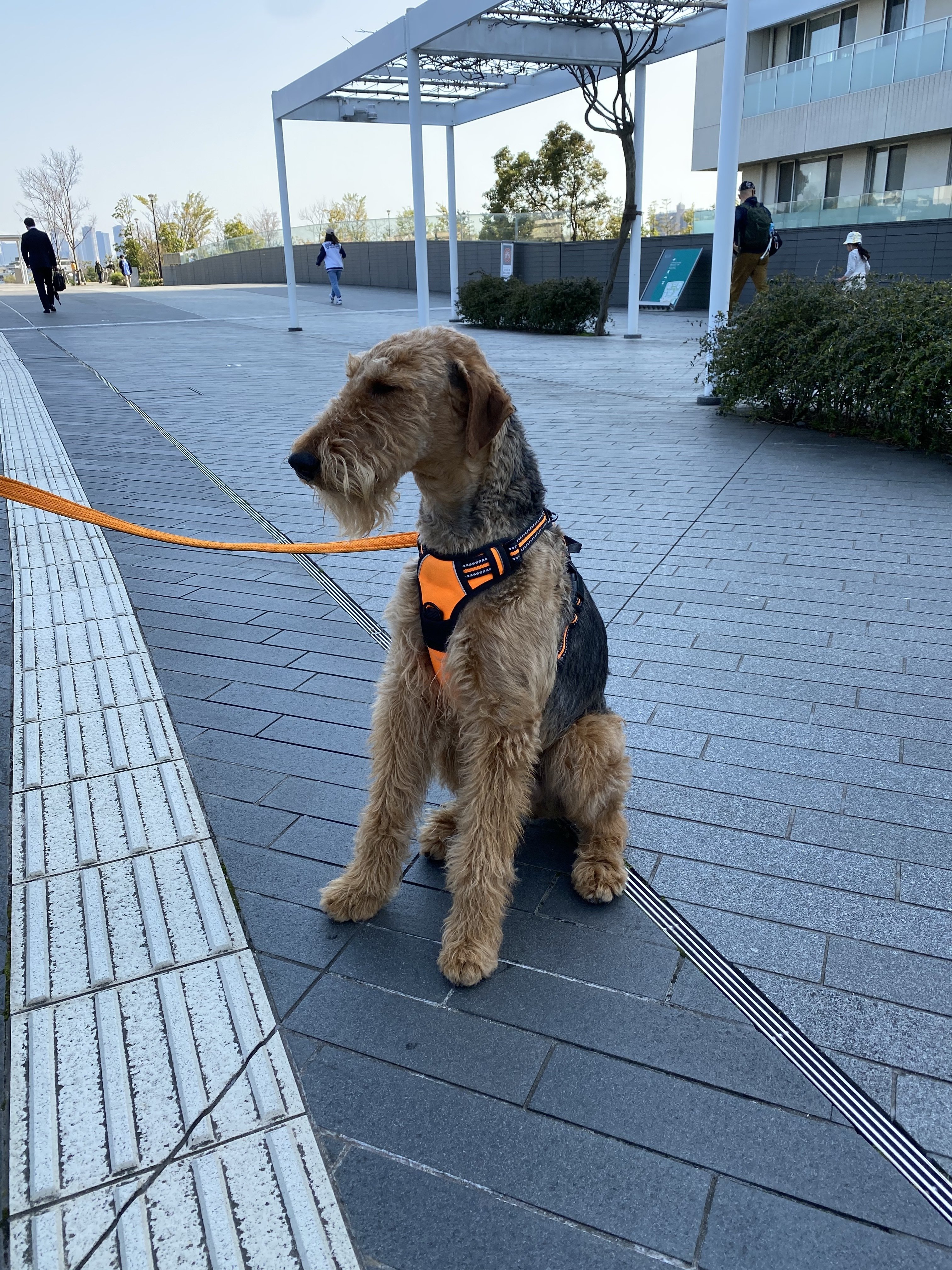 エアデールテリア K Westernvillage Note