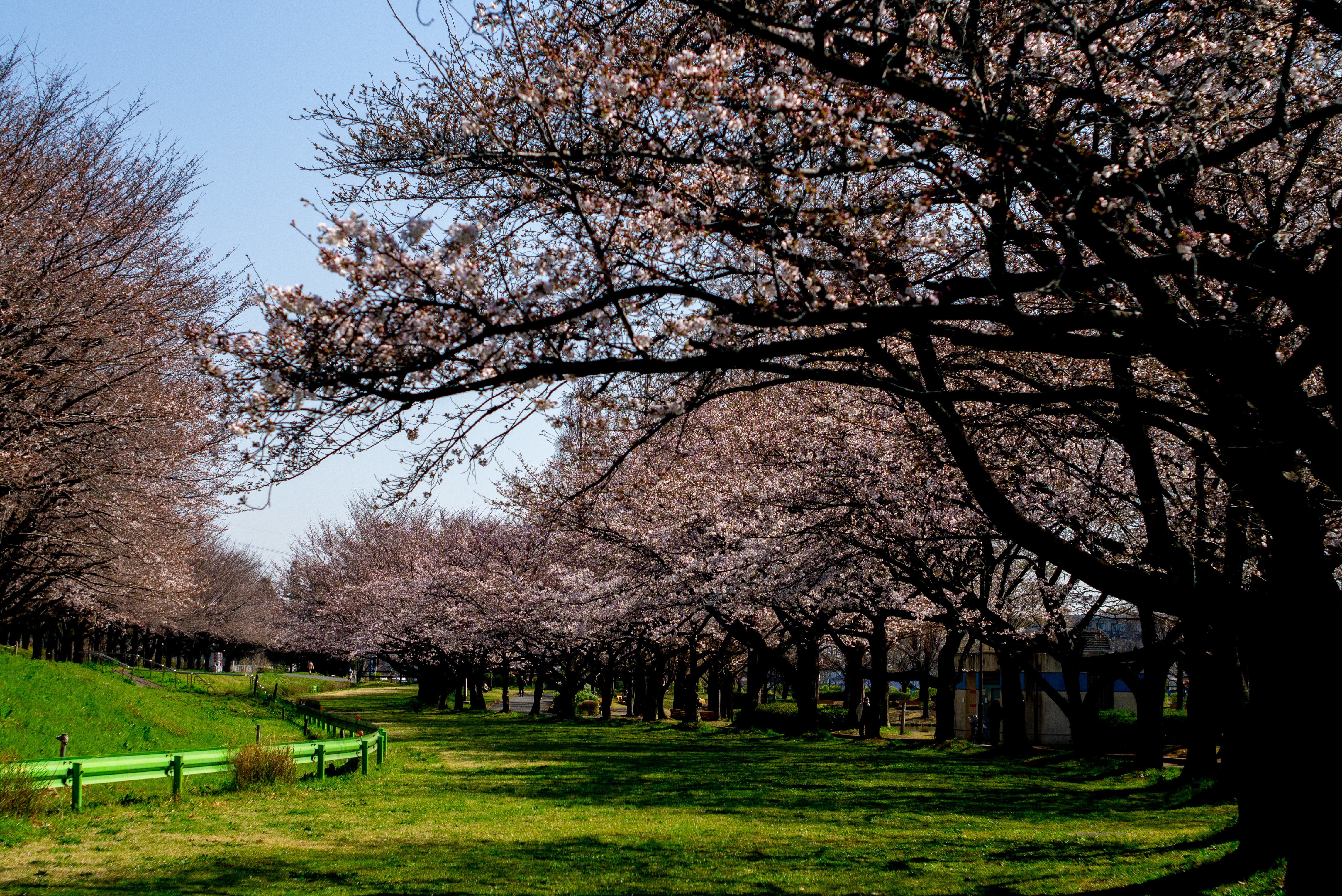 川越水上公園あたりの桜 原田爺布 ハラダジープ Note 川越水上公園あたりの桜 原田爺布 ハラダジープ Note