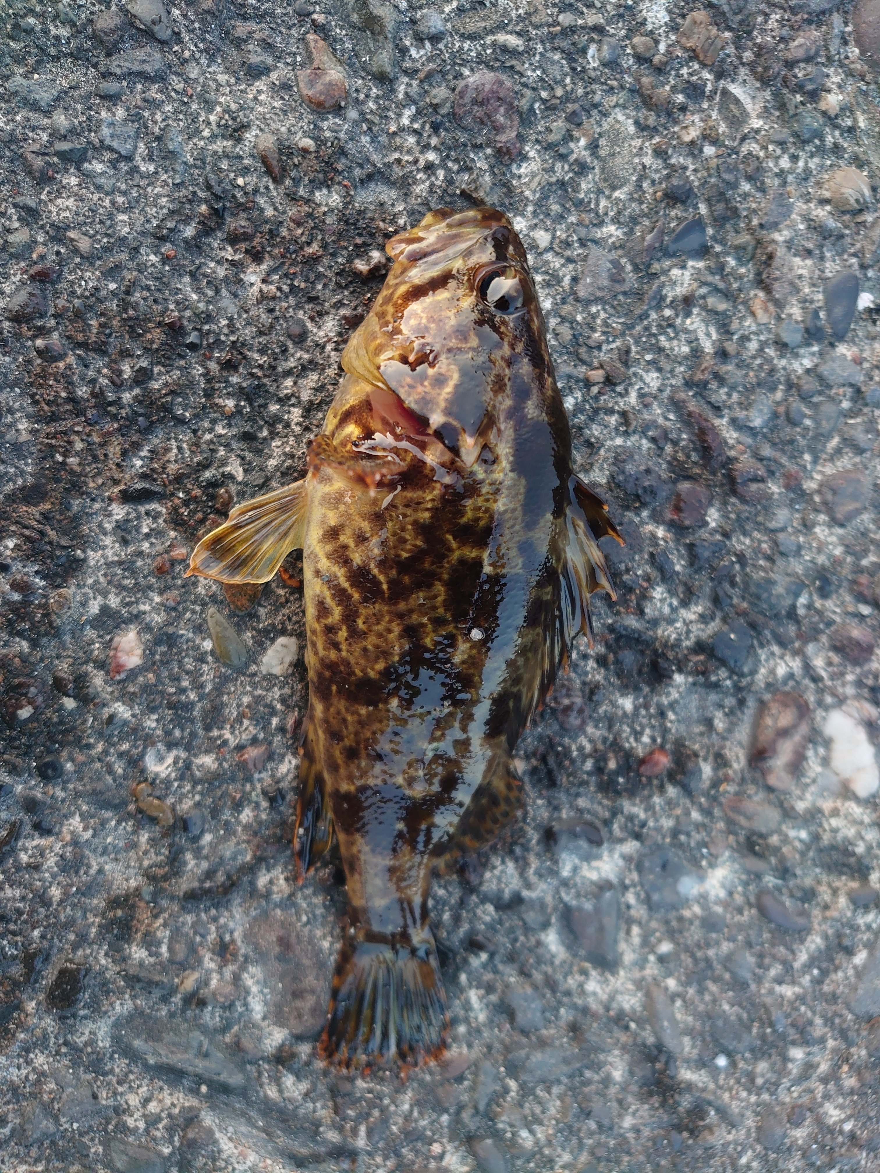 カエサルの物はカエサルに 釣れたメバルは胃袋に納めよ 246r Note