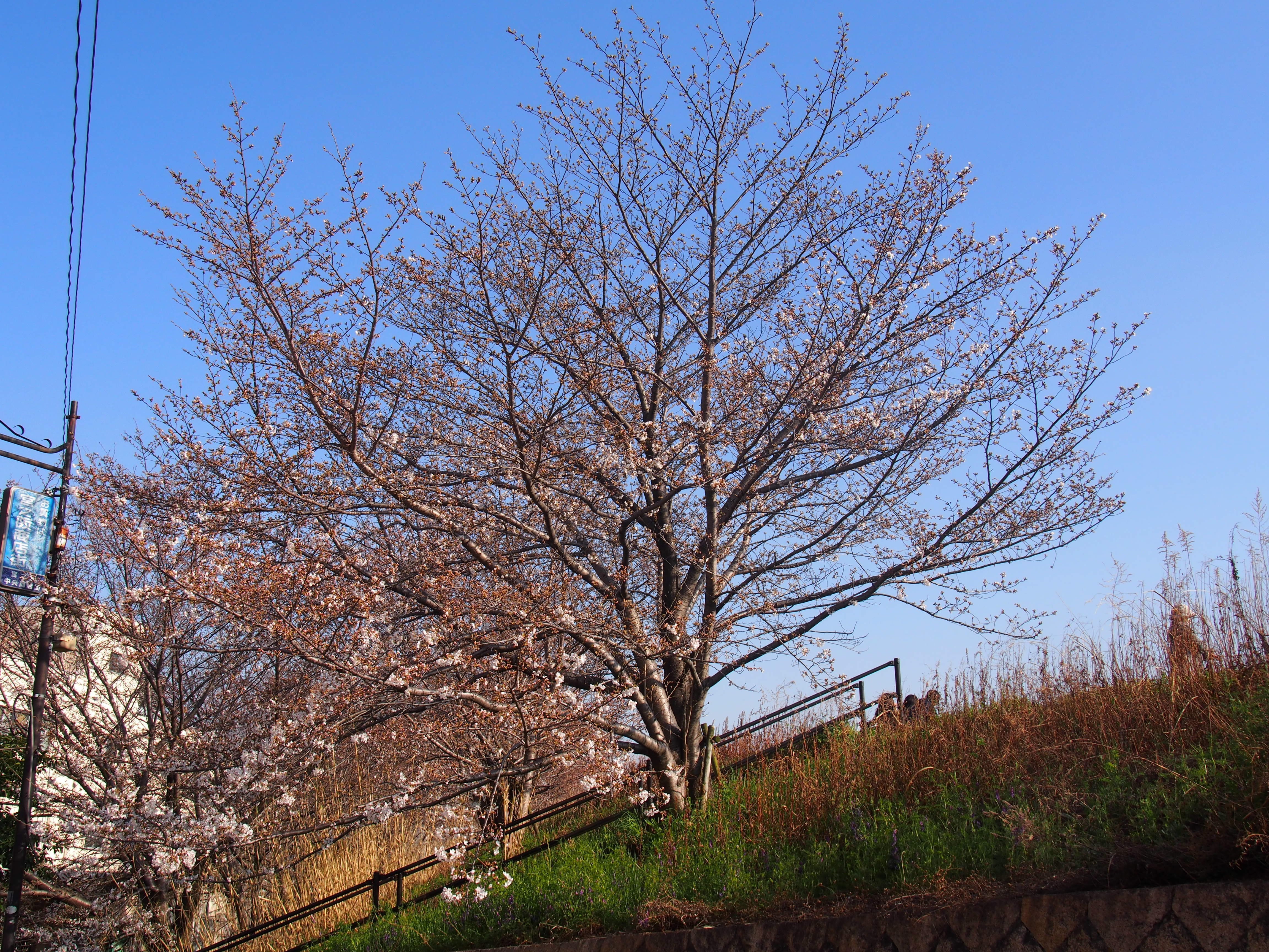 お気に入りのサクラの木 Ryuma Note