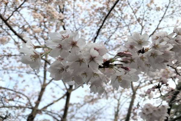 花梨 の新着タグ記事一覧 Note つくる つながる とどける