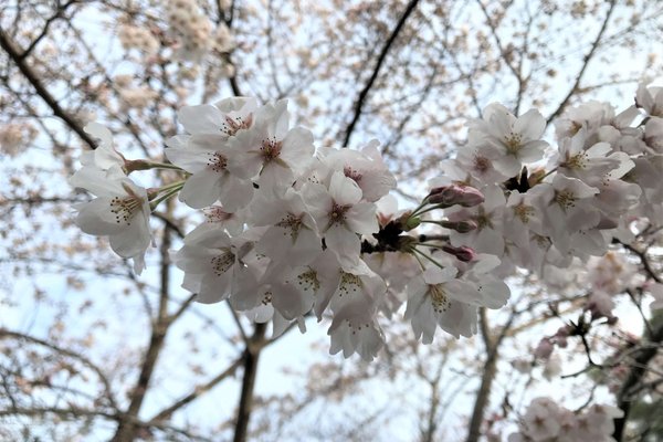 花梨 の新着タグ記事一覧 Note つくる つながる とどける 花梨 の新着タグ記事一覧 Note つくる つながる とどける