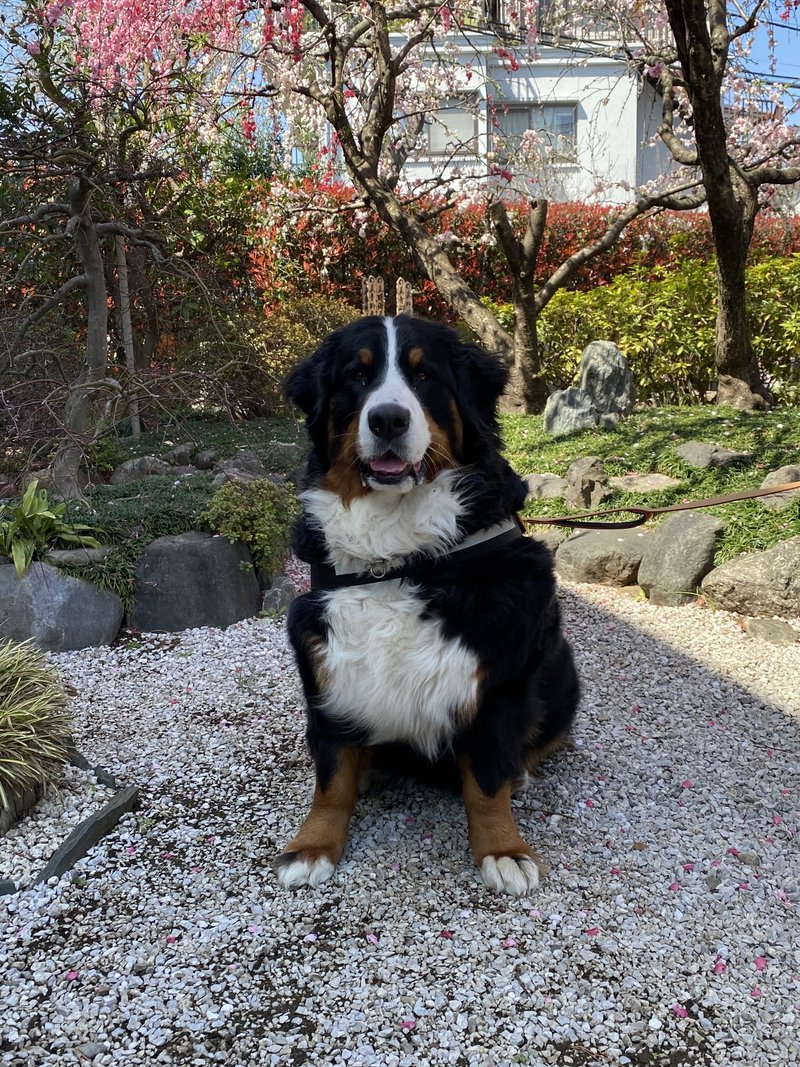 超大型犬 の新着タグ記事一覧 Note つくる つながる とどける 超大型犬 の新着タグ記事一覧 Note つくる つながる とどける