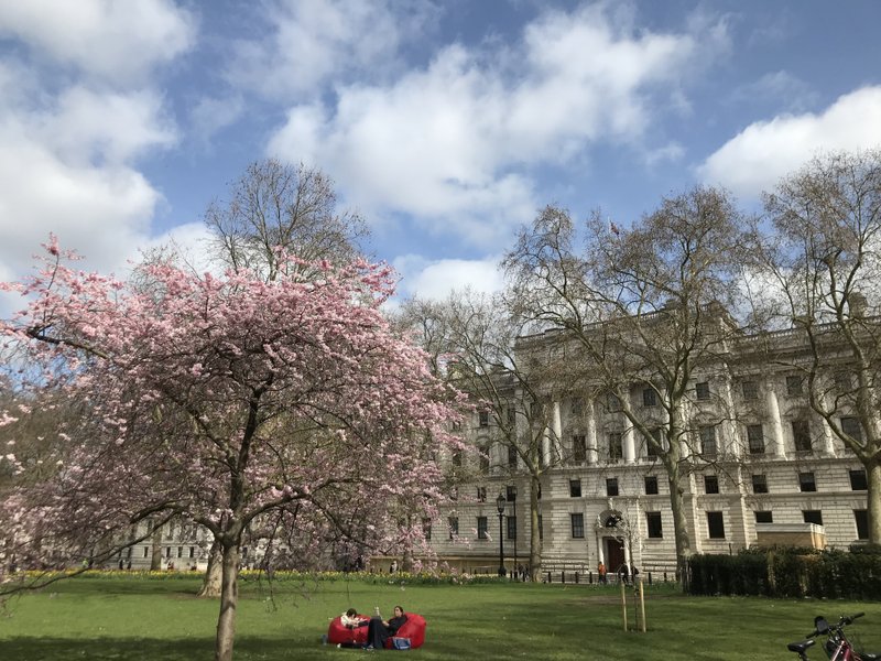 St James's Park, London next to Buckingham palace。こちらのおふたりは桜を描いて(愛でて)おられました☺️