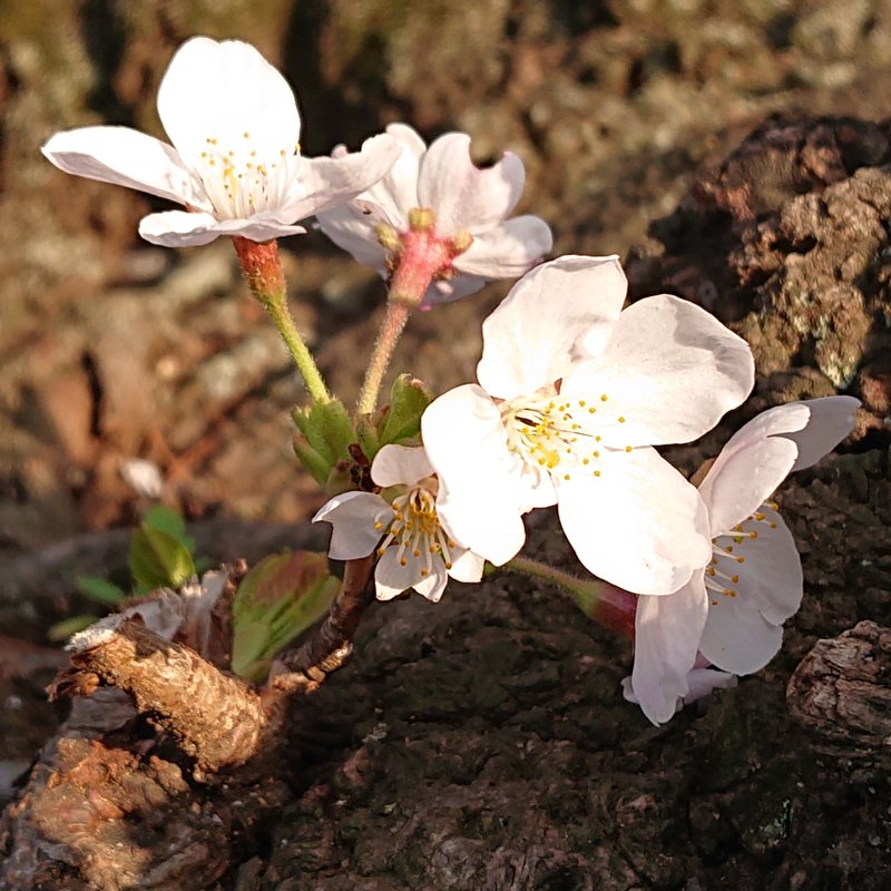 地面の木の根に桜です。同じように咲いていた桜は、踏まれてしまって、もうなくなっていました。見上げる桜のほか、こうして足元で小さく咲く桜もぜひ愛でてくださいませ。