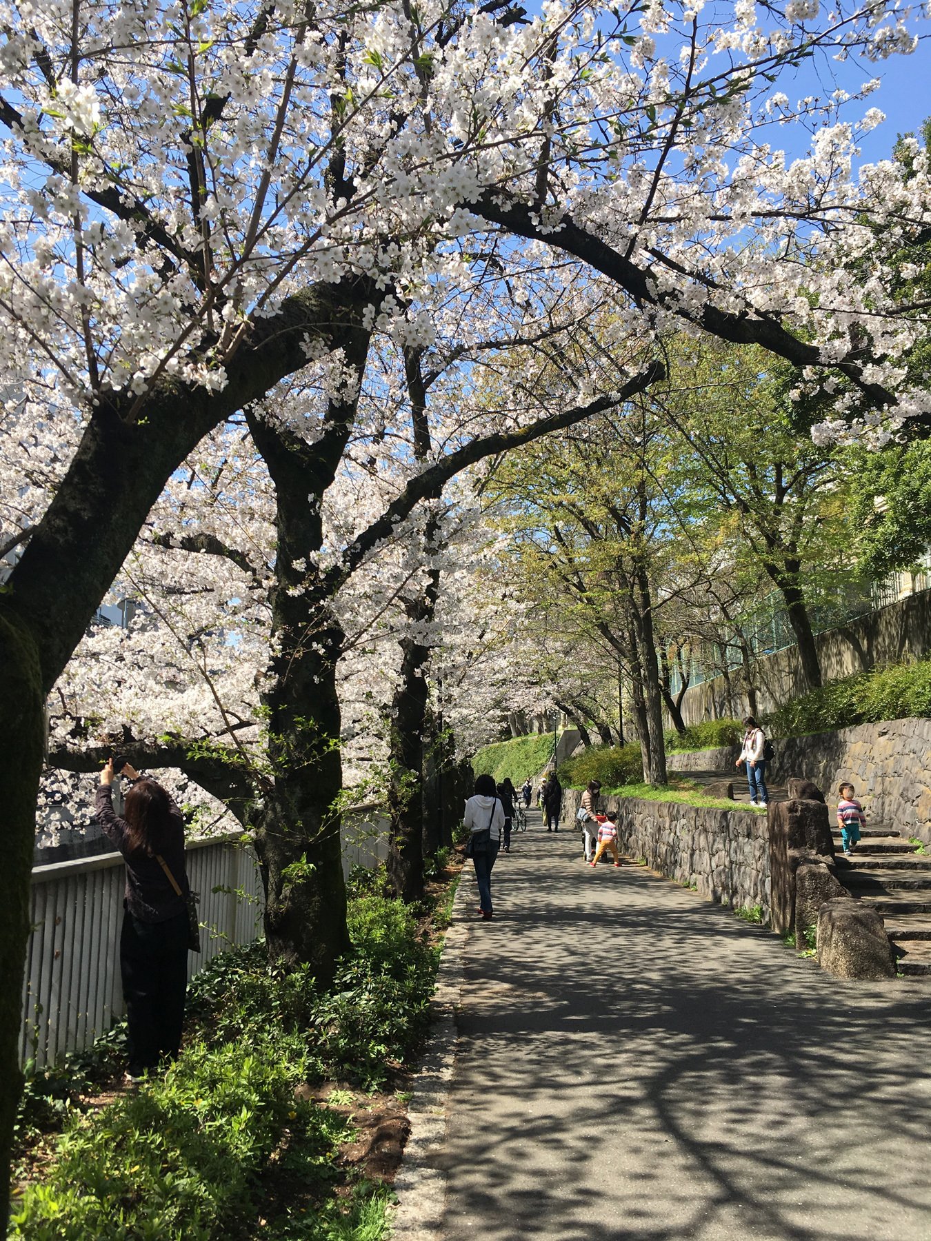 今朝の 江戸川公園 神田川の桜 花と日々 Yas Note