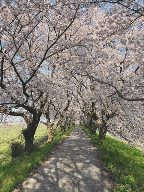 うきは市の桜の名所 流川の桜並木 ワッキー Note うきは市の桜の名所 流川の桜並木 ワッキー Note
