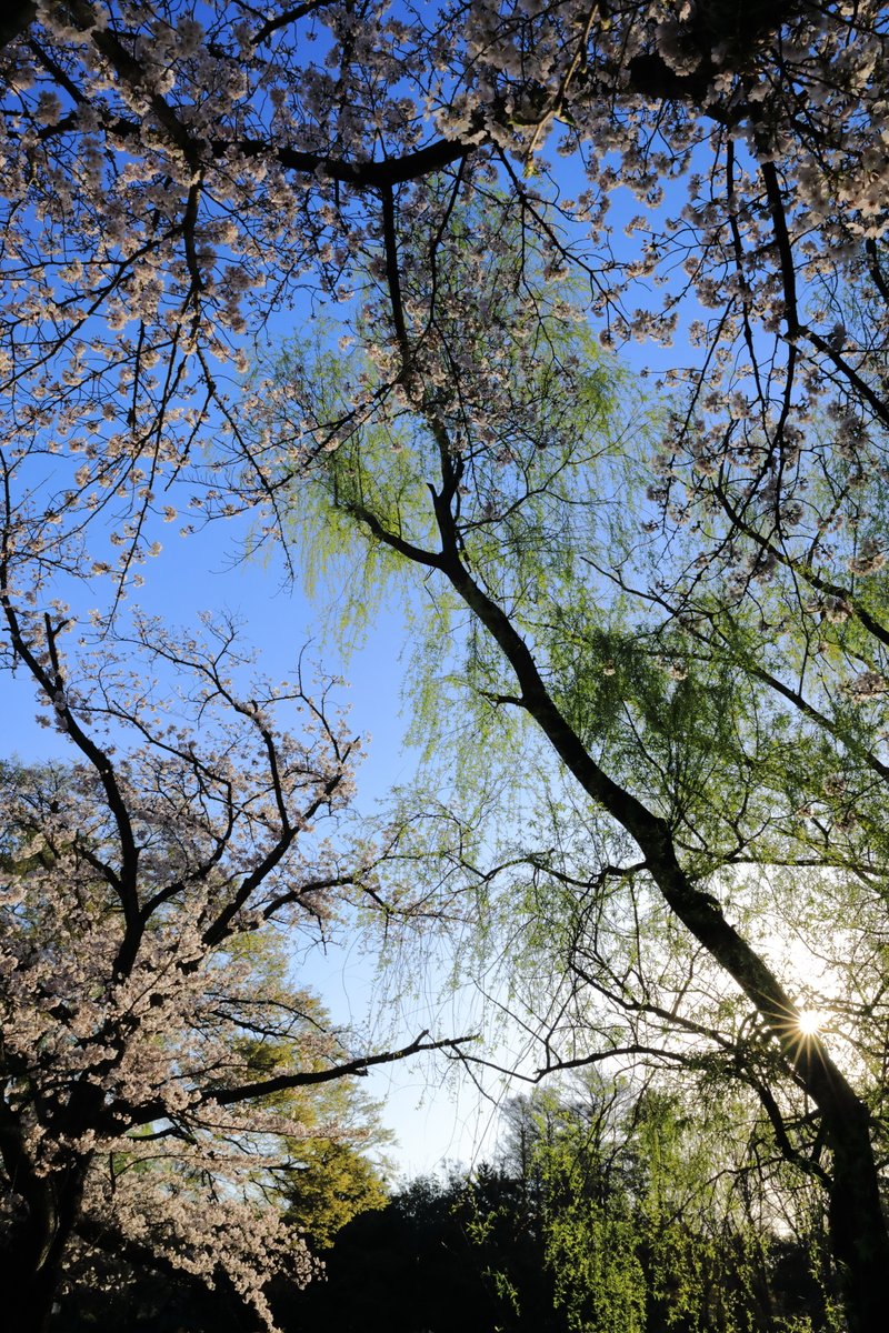 足場をうしない、ひとり宙にもがいているつもりでも、その自分を大地はしっかりと下からうけとめて支えていてくれたのだ。 そして自然は、他人のようにいろいろいわないで、黙ってうけ入れ、手をさしのべ、包んでくれる。 みじめなまま、支離滅裂なまま、ありのままでそこに身を投げ出していることができる――  ー神谷美恵子 著『生きがいについて』（みすず書房）よりー  