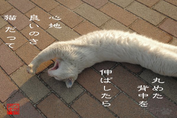 猫伸び の新着タグ記事一覧 Note つくる つながる とどける