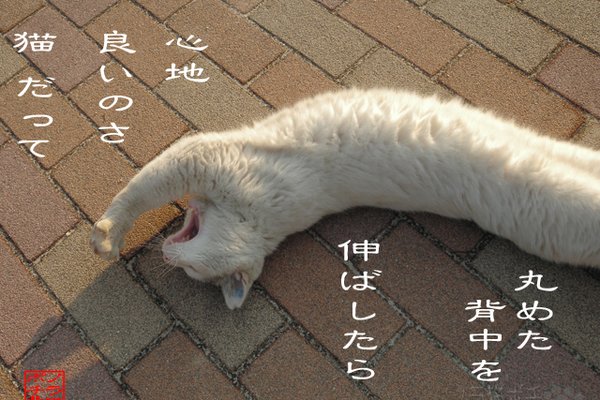 猫伸び の新着タグ記事一覧 Note つくる つながる とどける 猫伸び の新着タグ記事一覧 Note つくる つながる とどける