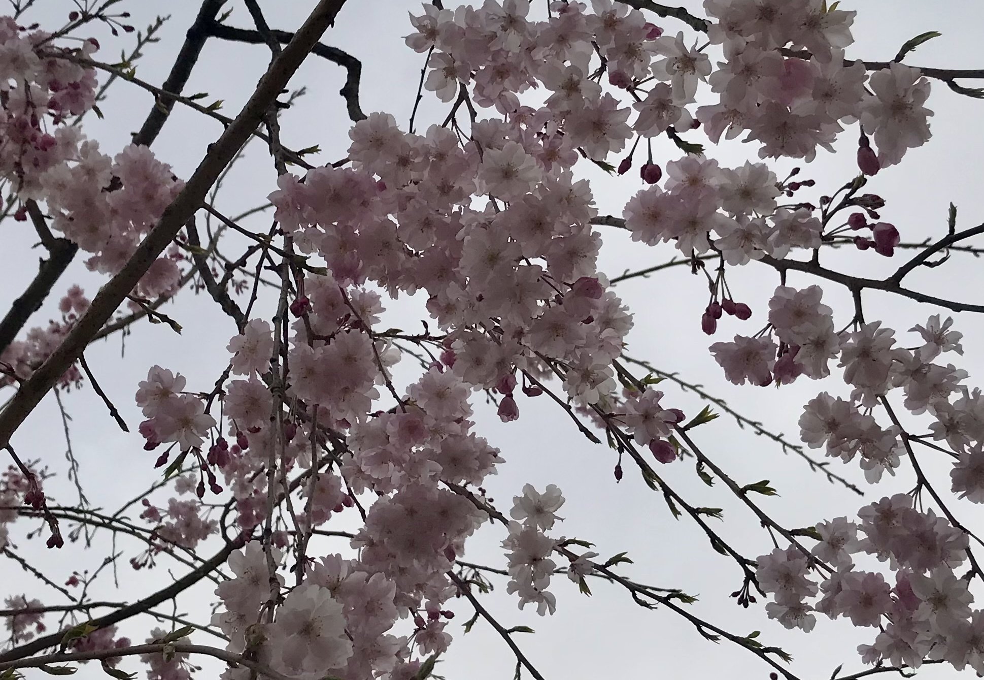桜 Chico Note