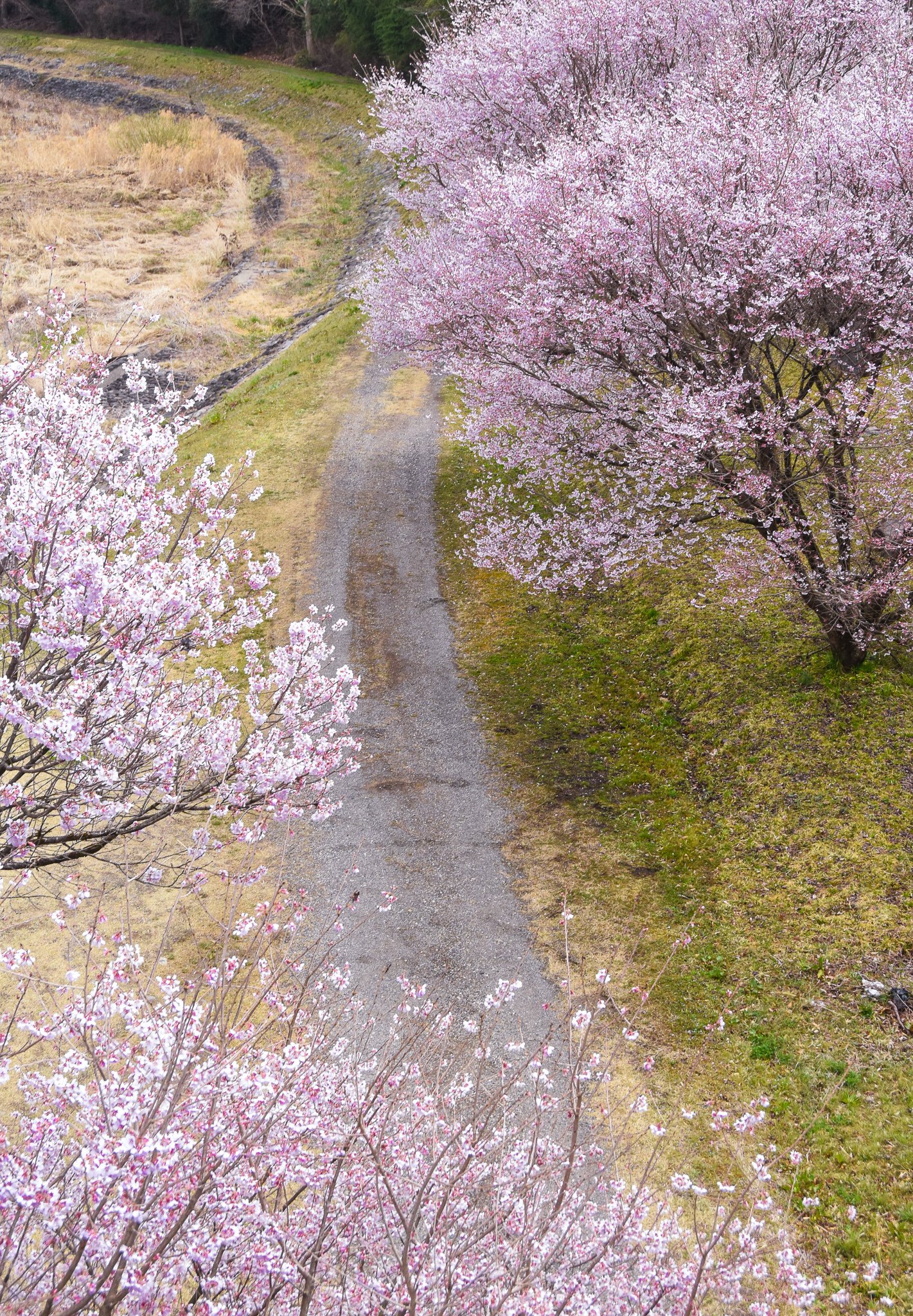 Roadscape 67 桜のあぜ道 栃木県那須塩原市 奥州街道 明治国道6号より くにみち Note Roadscape 67 桜のあぜ道 栃木県那須塩原市 奥州街道 明治国道6号より くにみち Note