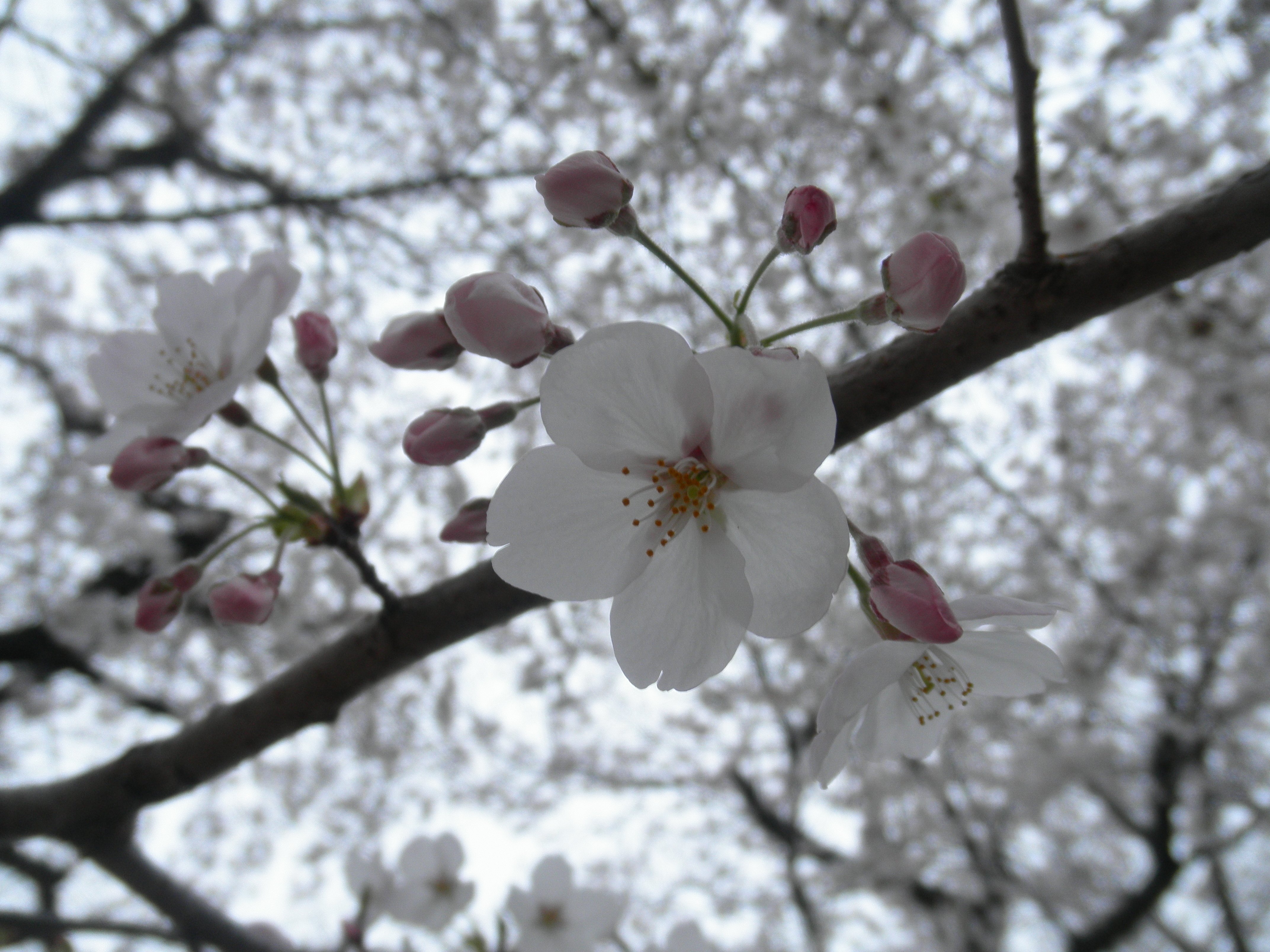 風流る選 春の花 さくら編 風流る ふるる Note