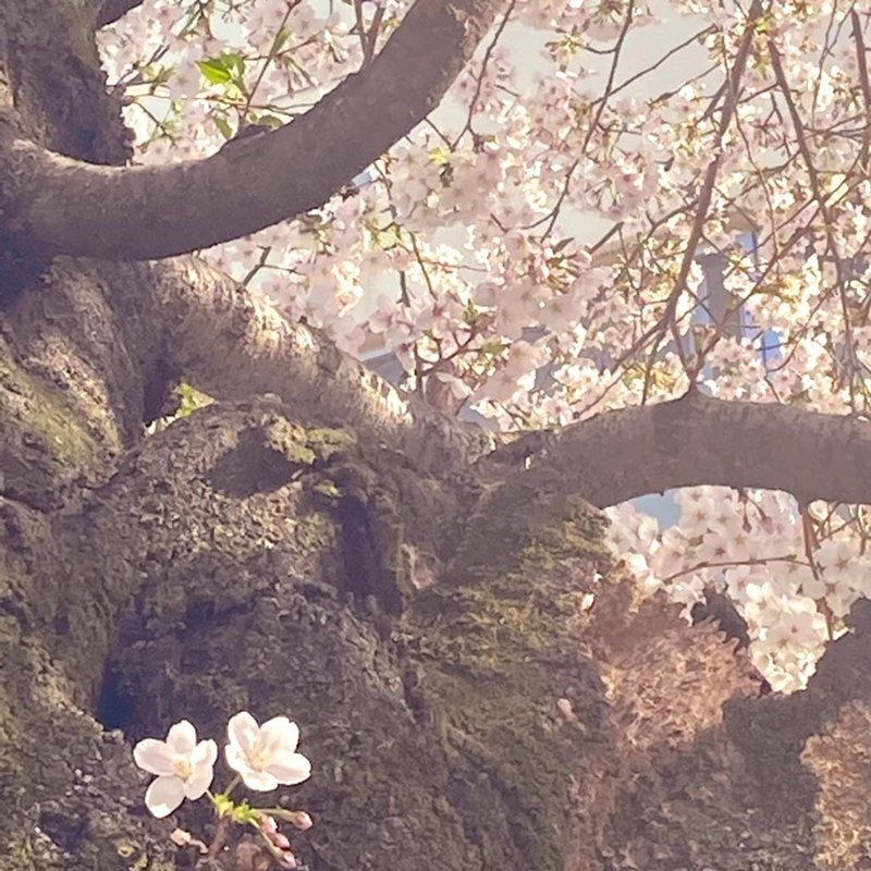 桜が咲くとやっぱりほっとする。春の悪天候は苦手だけど、ぽかぽか陽気は愛おしい。