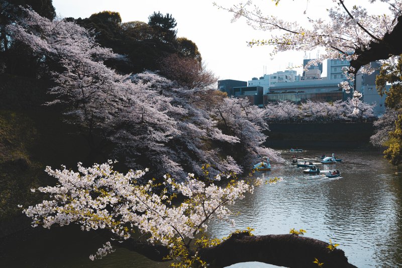 東京のｂ桜スポットの一つ、皇居のお堀にある千鳥ヶ淵