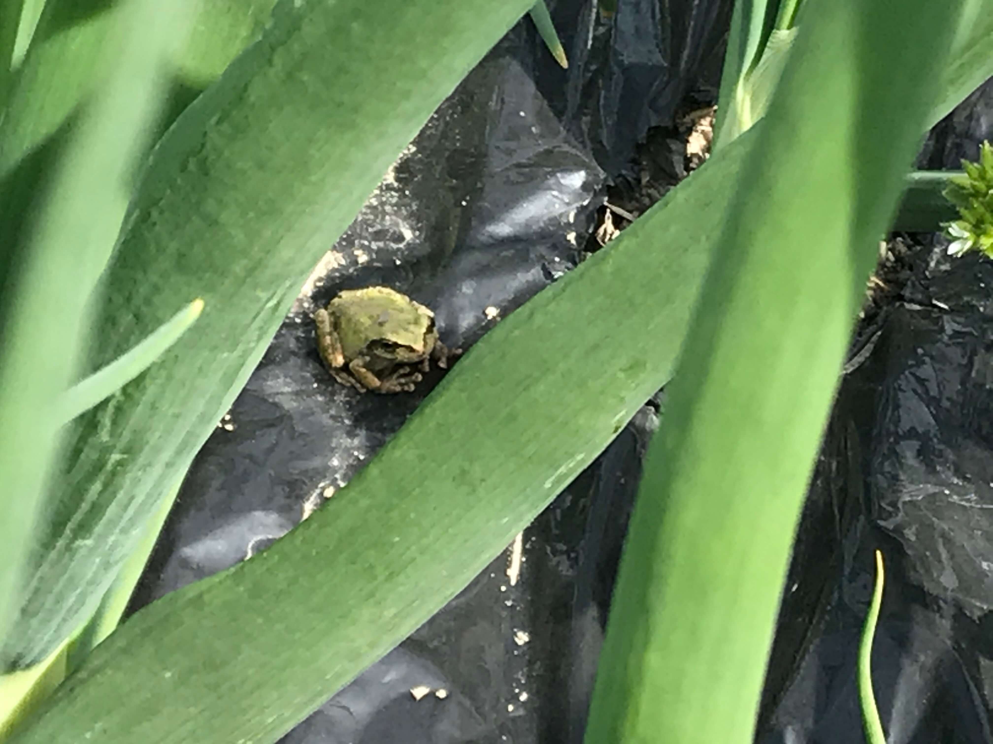 桜も花梨も水菜も大根も花が咲き アマガエルも冬眠から目覚めてた 食彩アドコム 食こそ温故知新 Note