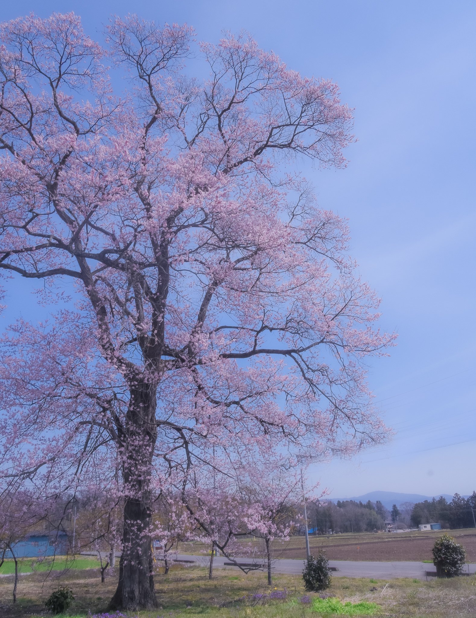 Roadscape 街道脇の大桜 栃木県 那須塩原市 奥州街道 明治国道6号 くにみち Note Roadscape 街道脇の大桜 栃木県 那須塩原市 奥州街道 明治国道6号 くにみち Note