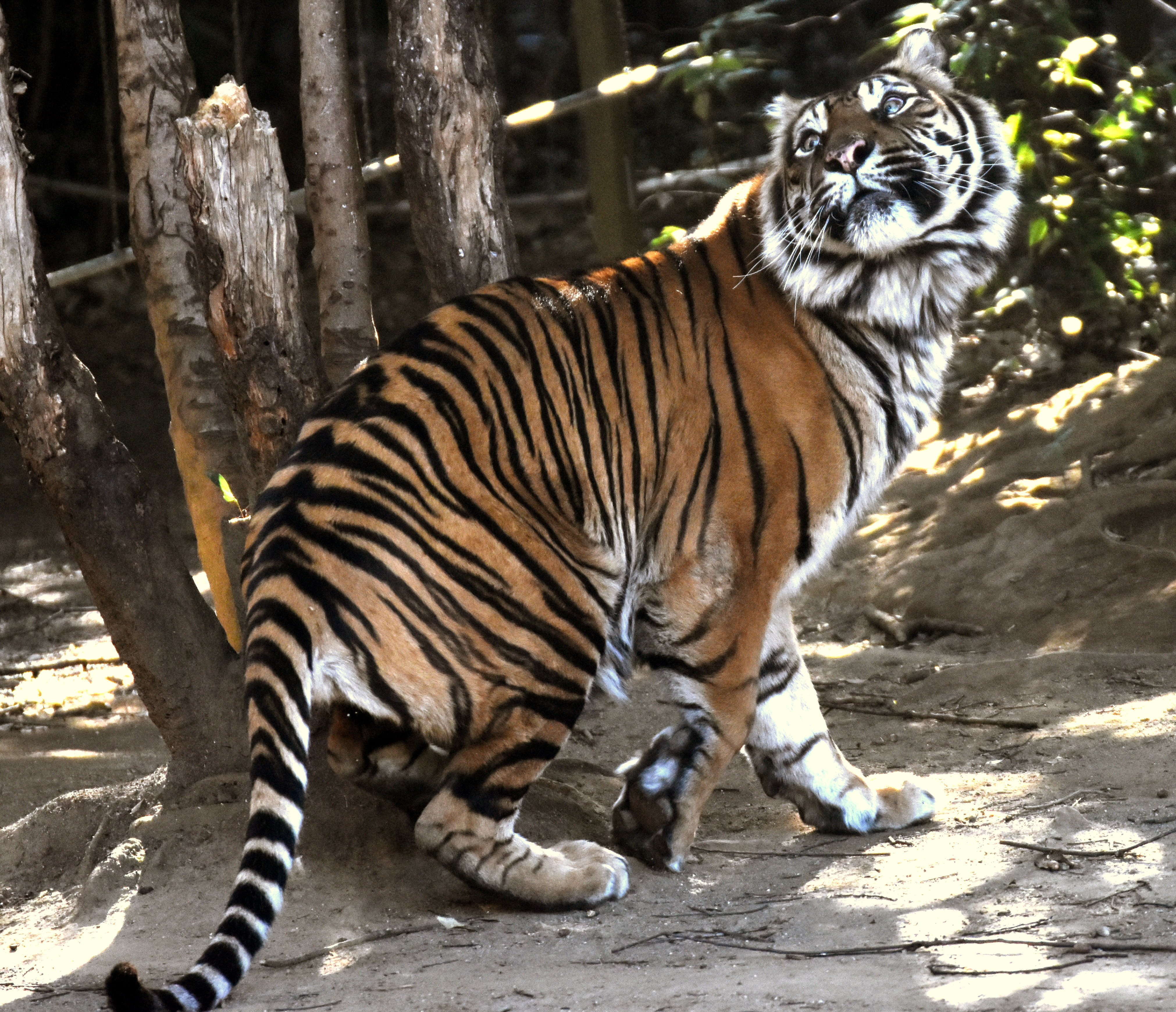 スマトラトラ 食肉目ネコ科 Hirahiranote Note