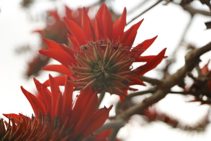 沖縄県の花 の新着タグ記事一覧 Note つくる つながる とどける