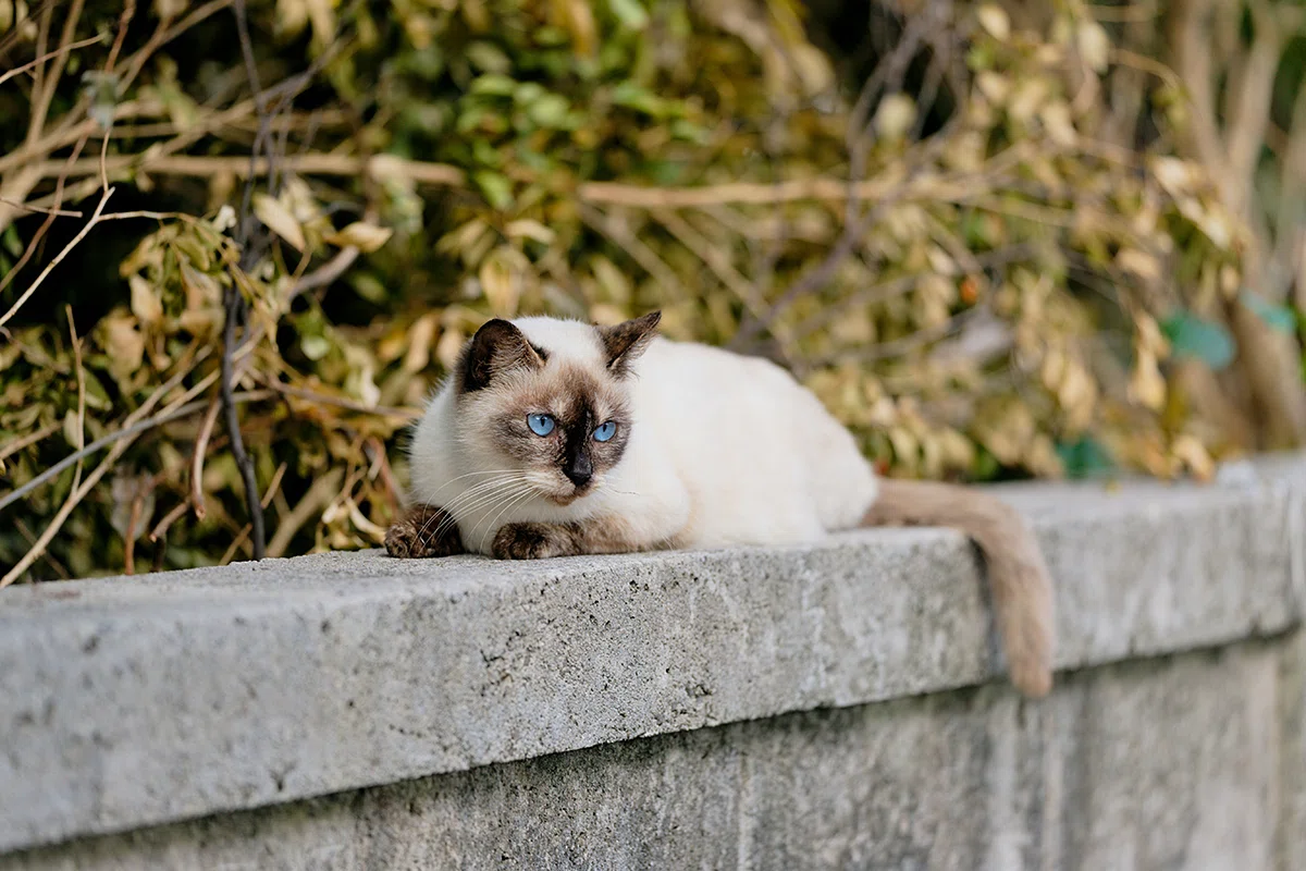 Blue Eye Masaki Senko Note