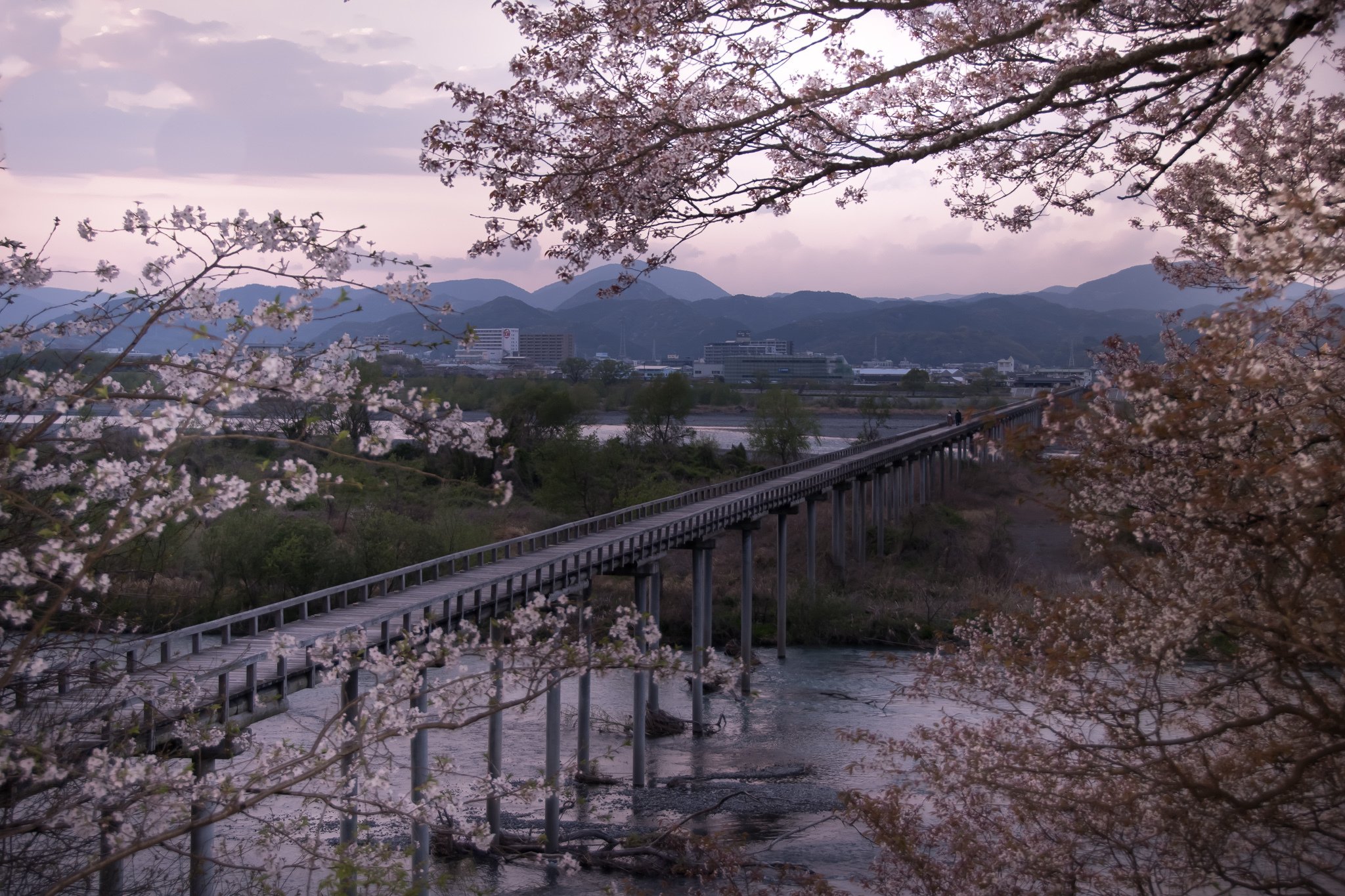 Roadscape 71 散桜 静岡県島田市 蓬莱橋 くにみち Note