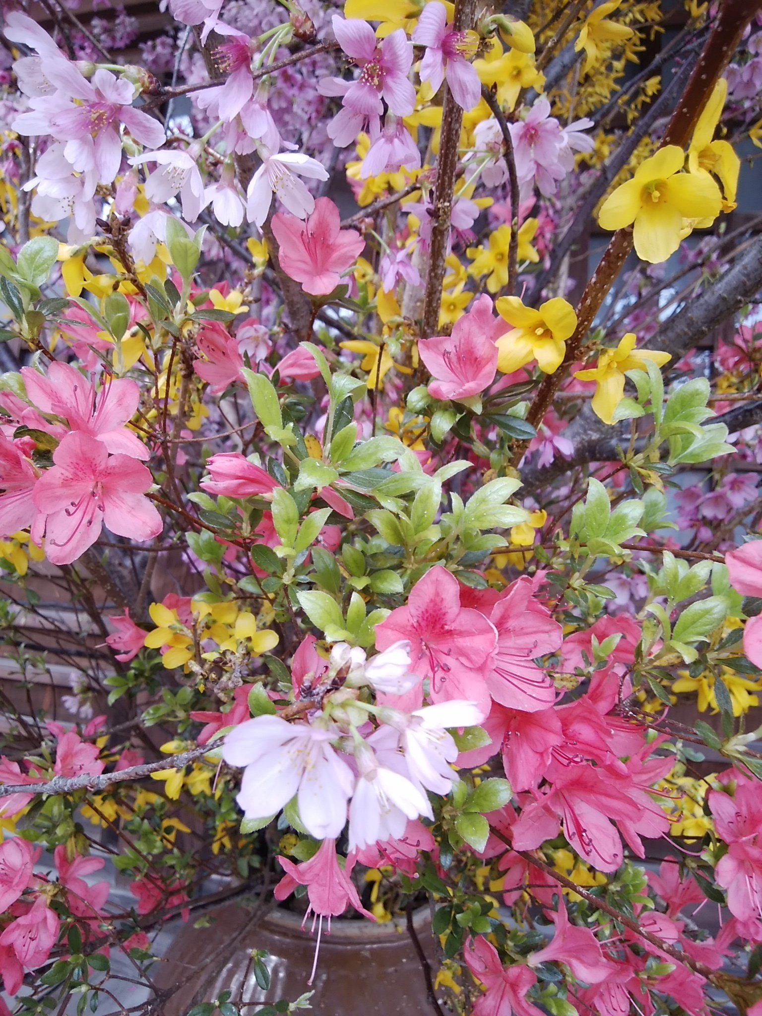 フォトアルバム 花のパーティはハーモニー ポエミスト朱見 Note