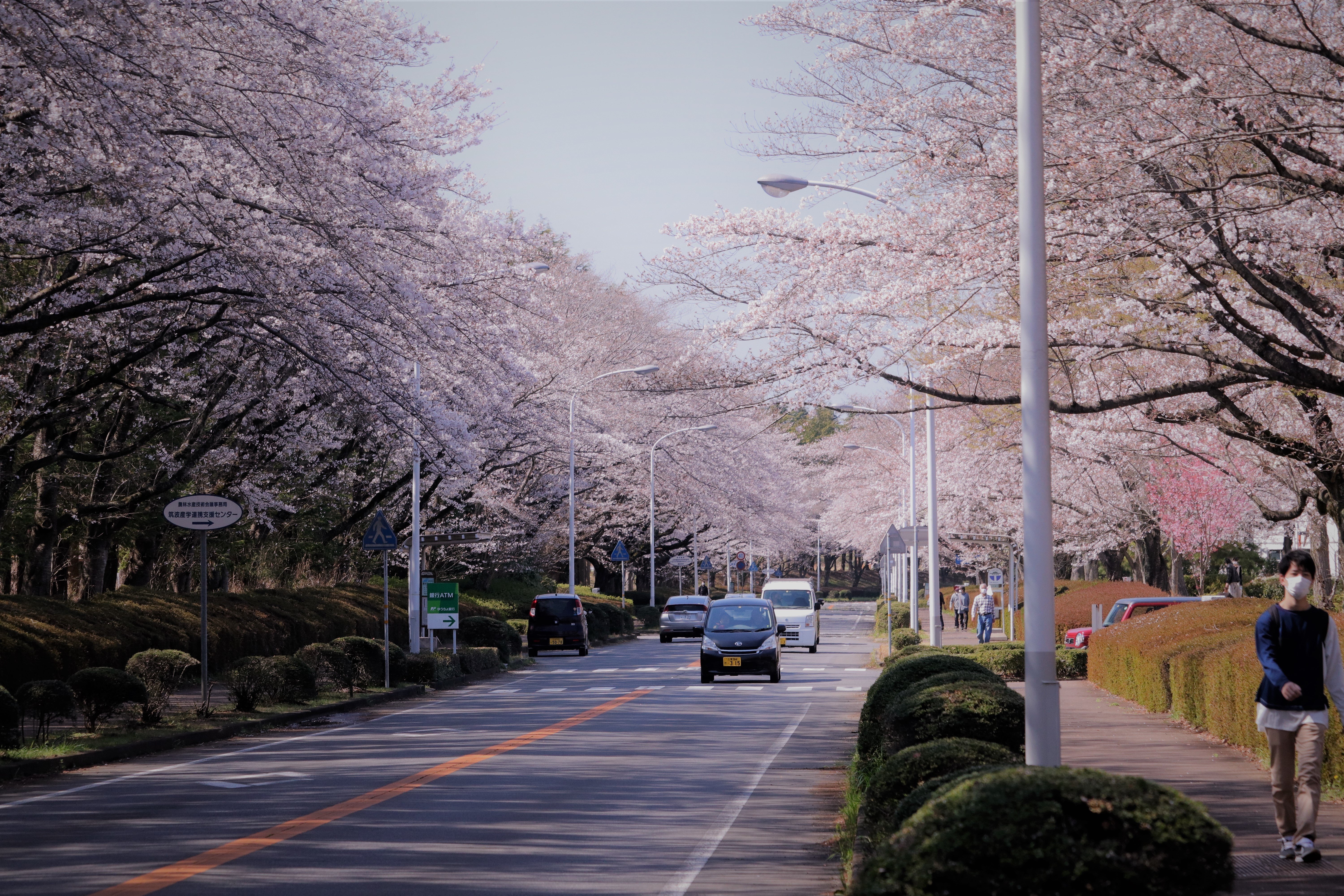 桜アルバム 農林団地の桜 午後の図書室 Note