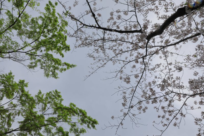 人間は宇宙の虚無のただなかに生まれ  限りないにとりまかれ  人間は岩に自らの姿を刻み  遠い地平に憧れ  人間は互いに傷つけあい殺しあい  泣きながら美しいものを求め  人間はどんな小さなことにも驚き  すぐに退屈し  人間はつつましい絵を画き  雷のように歌い叫び  人間は一瞬であり  永遠であり  人間は生き  人間は心の奥底で愛しつづける  あなたに  そのような人間のイメージを贈る     あなたに答は贈らない あなたに　 ひとつの問いかけを贈る   　谷川俊太郎 