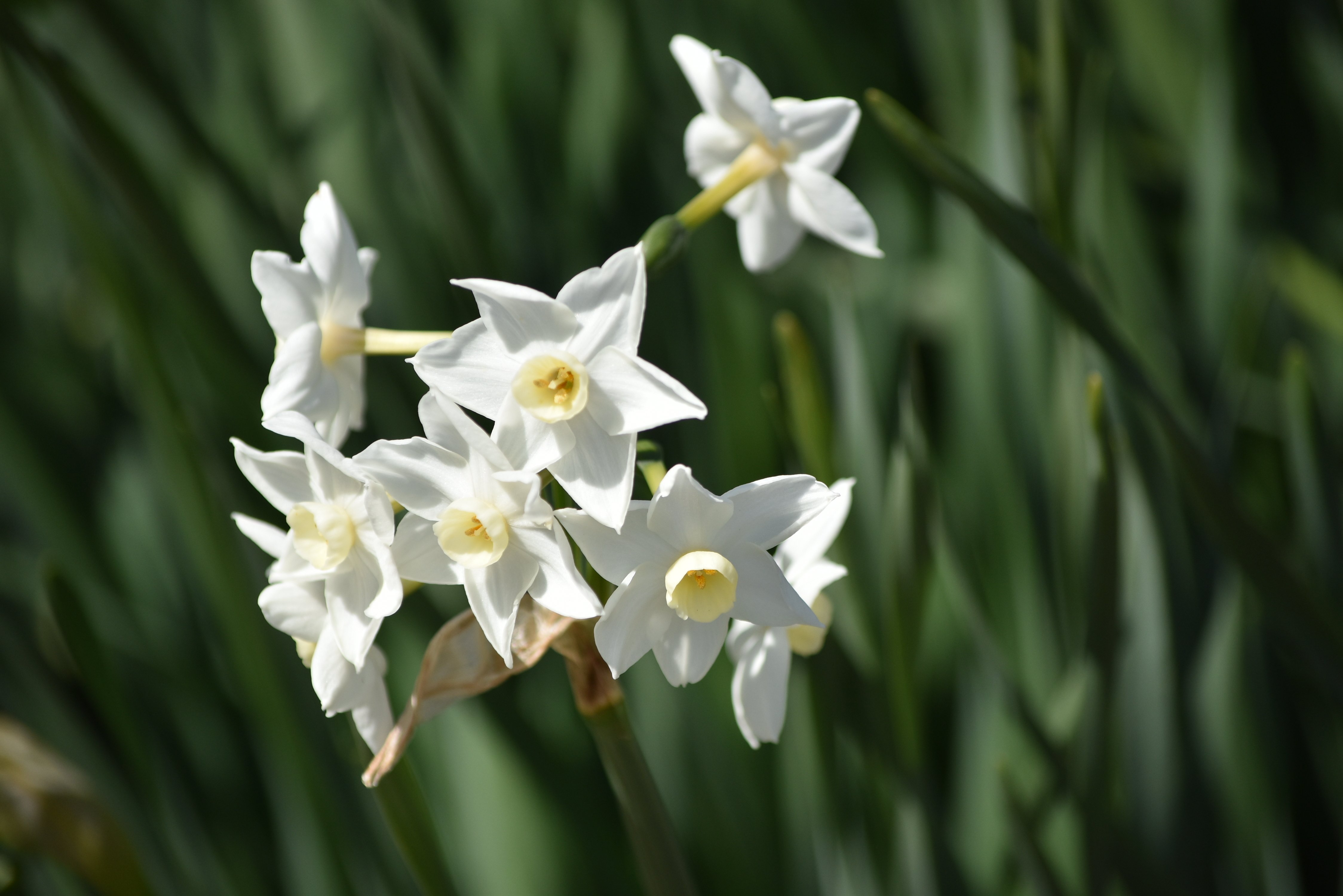 春は芽生えの季節 水仙 菜の花 糊口屋 Note