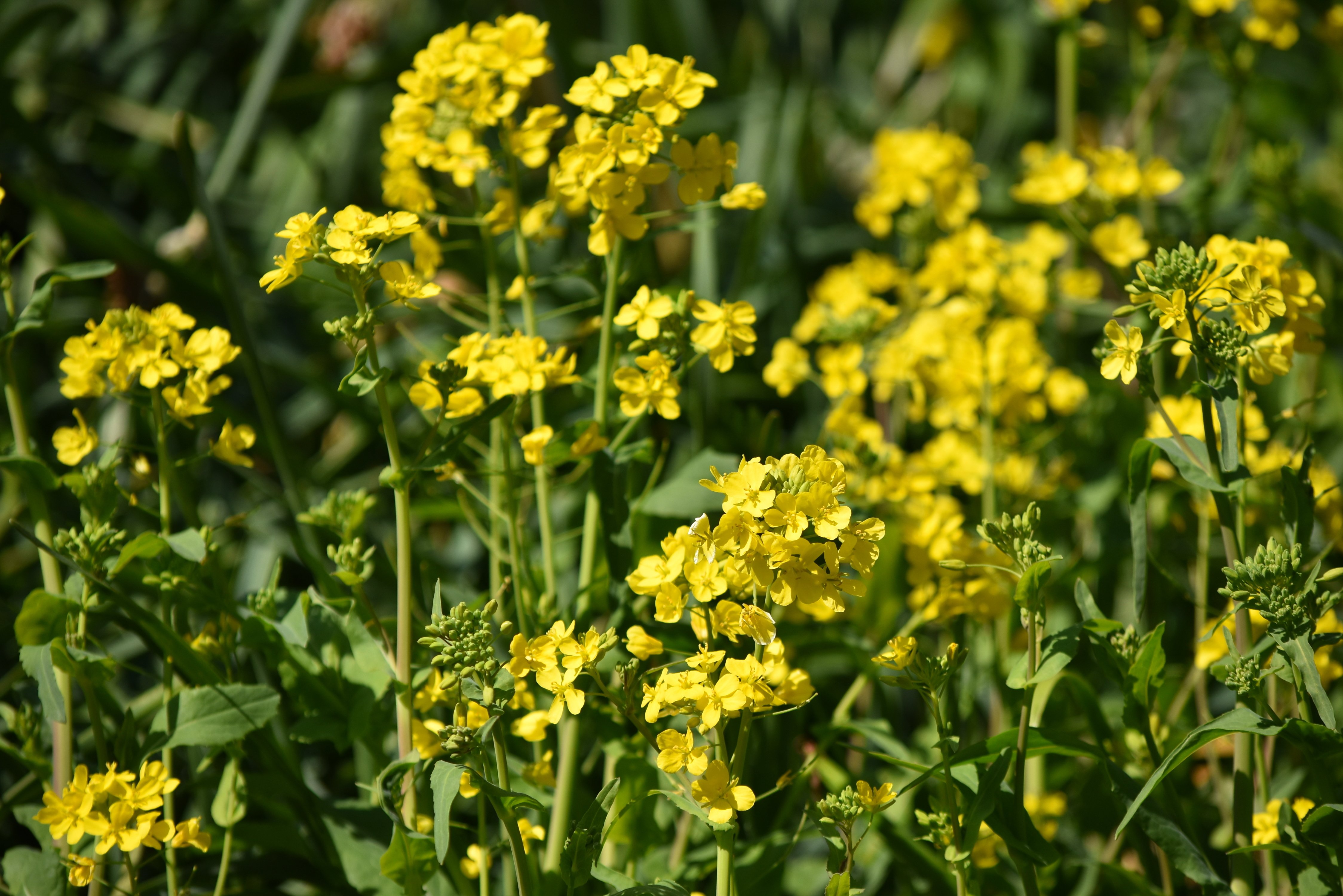 春は芽生えの季節 水仙 菜の花 糊口屋 Note 春は芽生えの季節 水仙 菜の花 糊口屋 Note