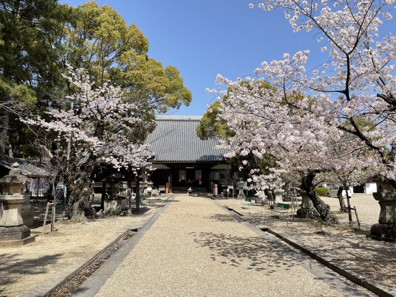 徳川家ゆかりのお寺です(^-^) こちらも桜が綺麗でした(^o^)