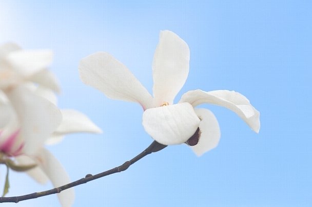 辛夷の花 正三郎 Note