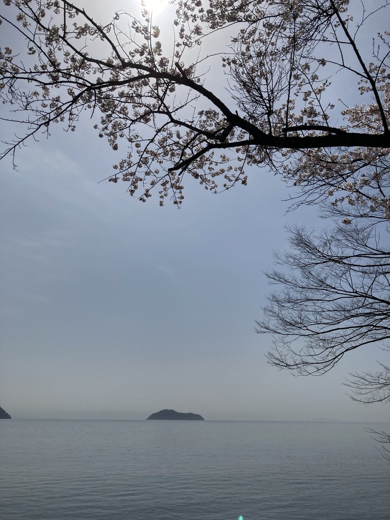 海津大崎を過ぎて　長浜から見る桜　竹生島