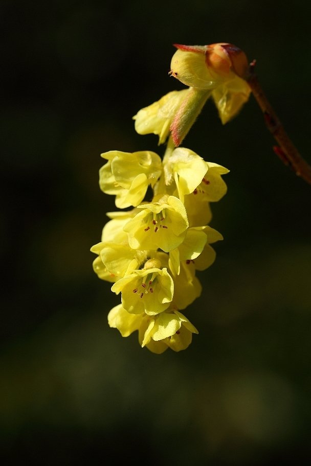 土佐水木の花 正三郎 Note 土佐水木の花 正三郎 Note