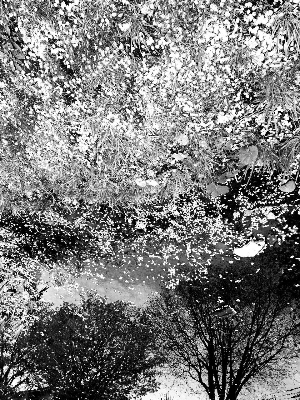 白黒桜 日本の文化を思い起こさせる Makoto Suda Tokyo Photo Radio F128 Note