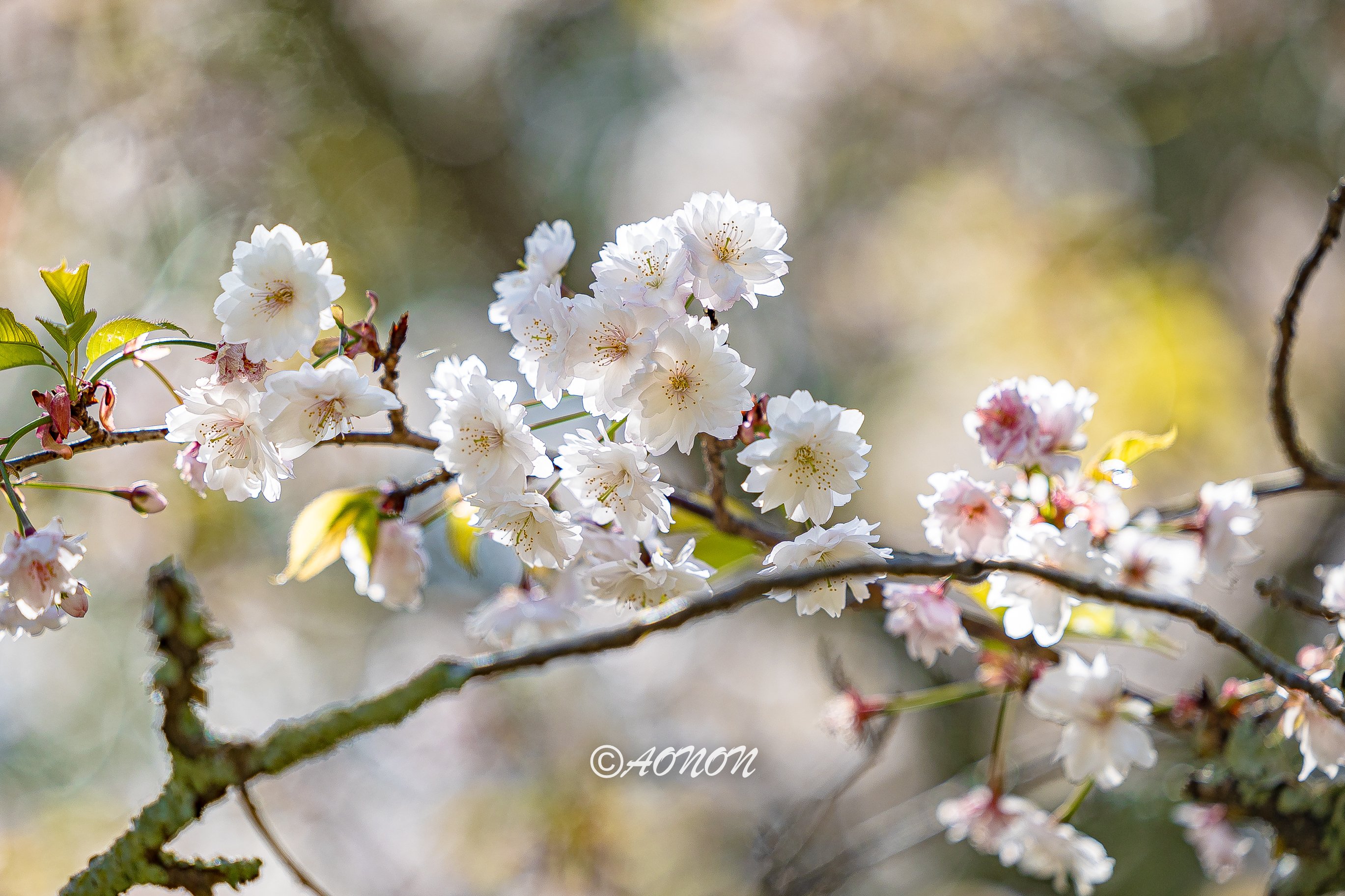 奈良の桜の状況 あおのん Note 奈良の桜の状況 あおのん Note