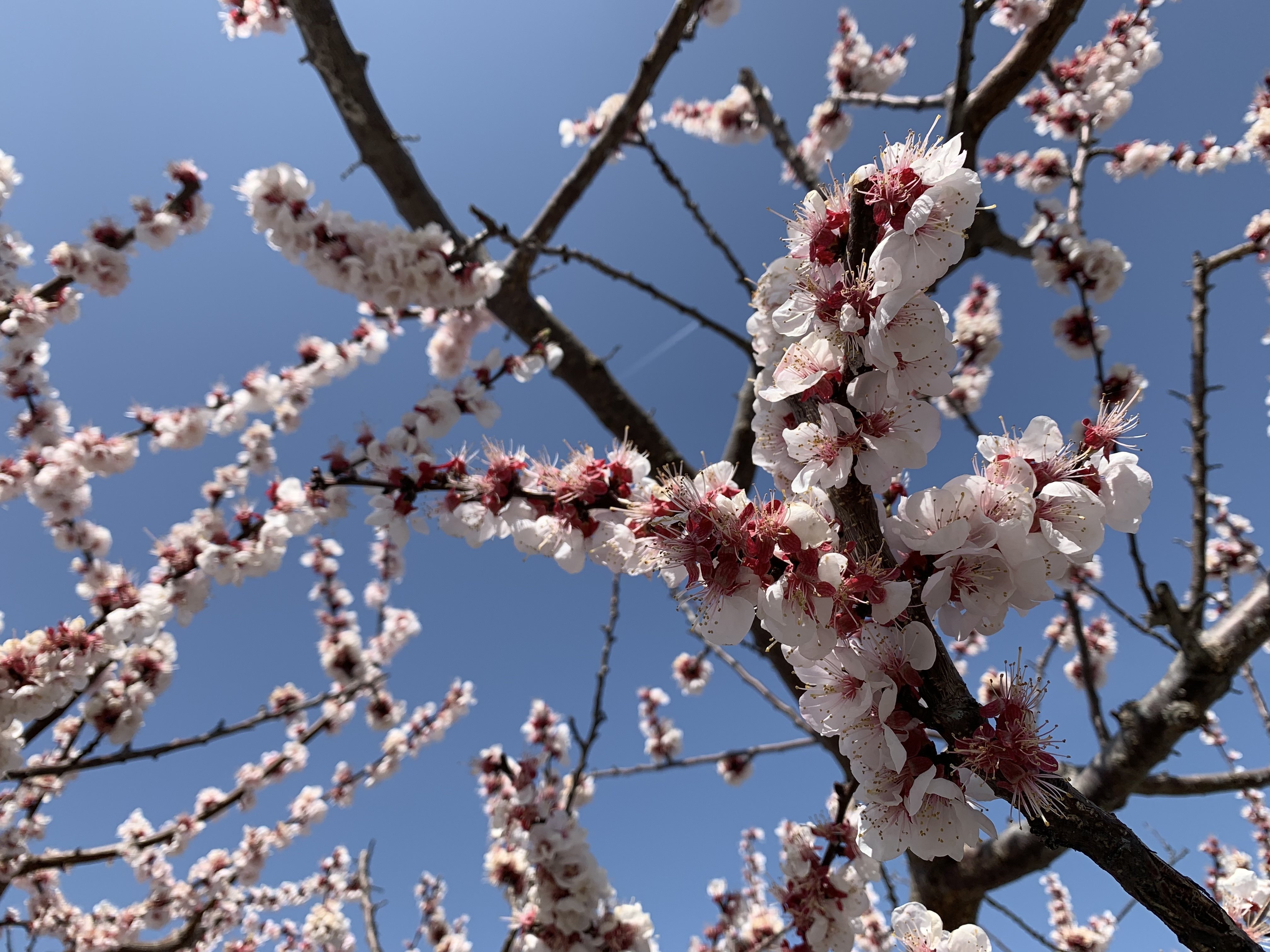あんずの花 宮川邦彦 Cafe旅人の木 Note あんずの花 宮川邦彦 Cafe旅人の木 Note