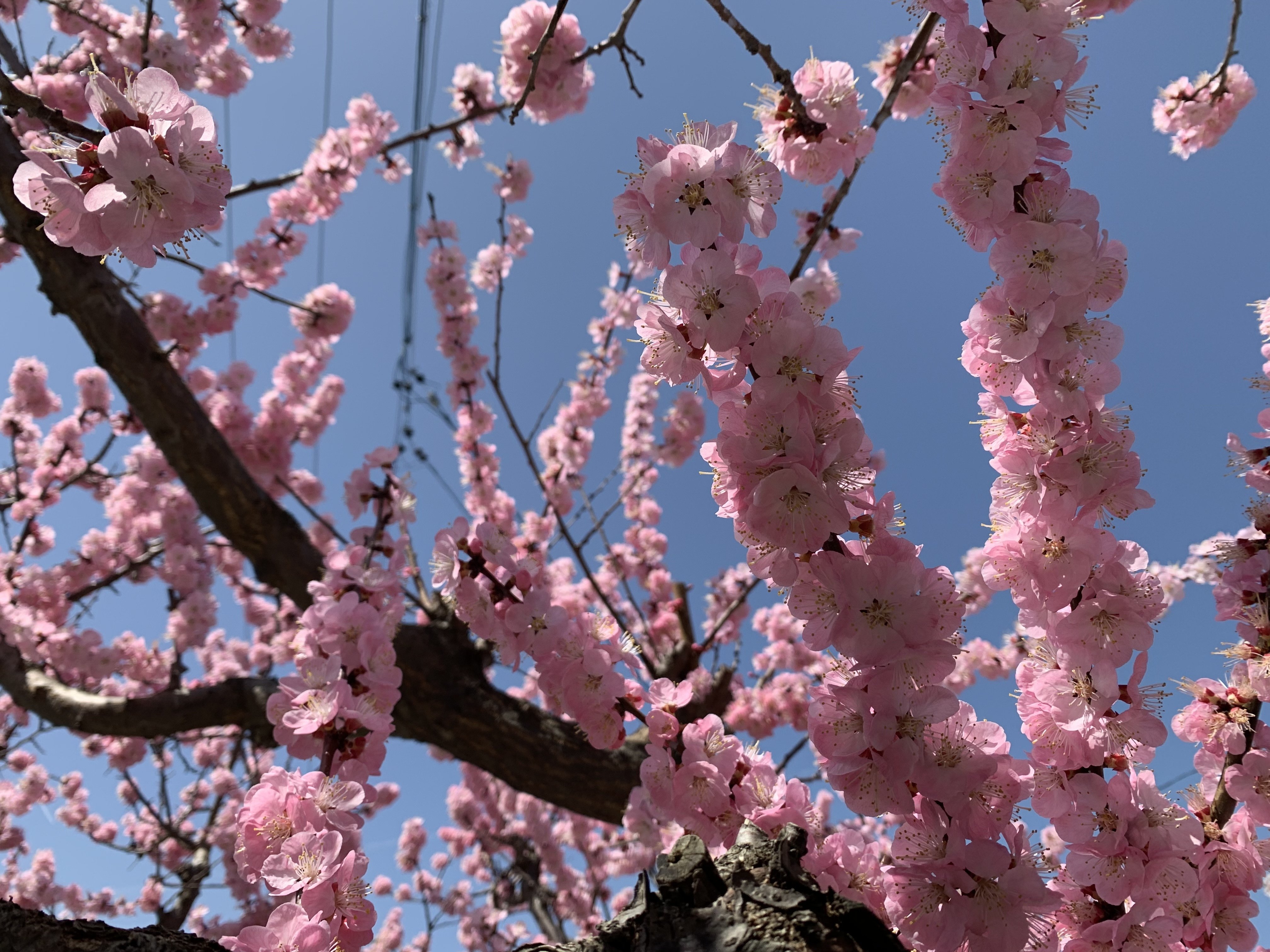 あんずの花 宮川邦彦 Cafe旅人の木 Note