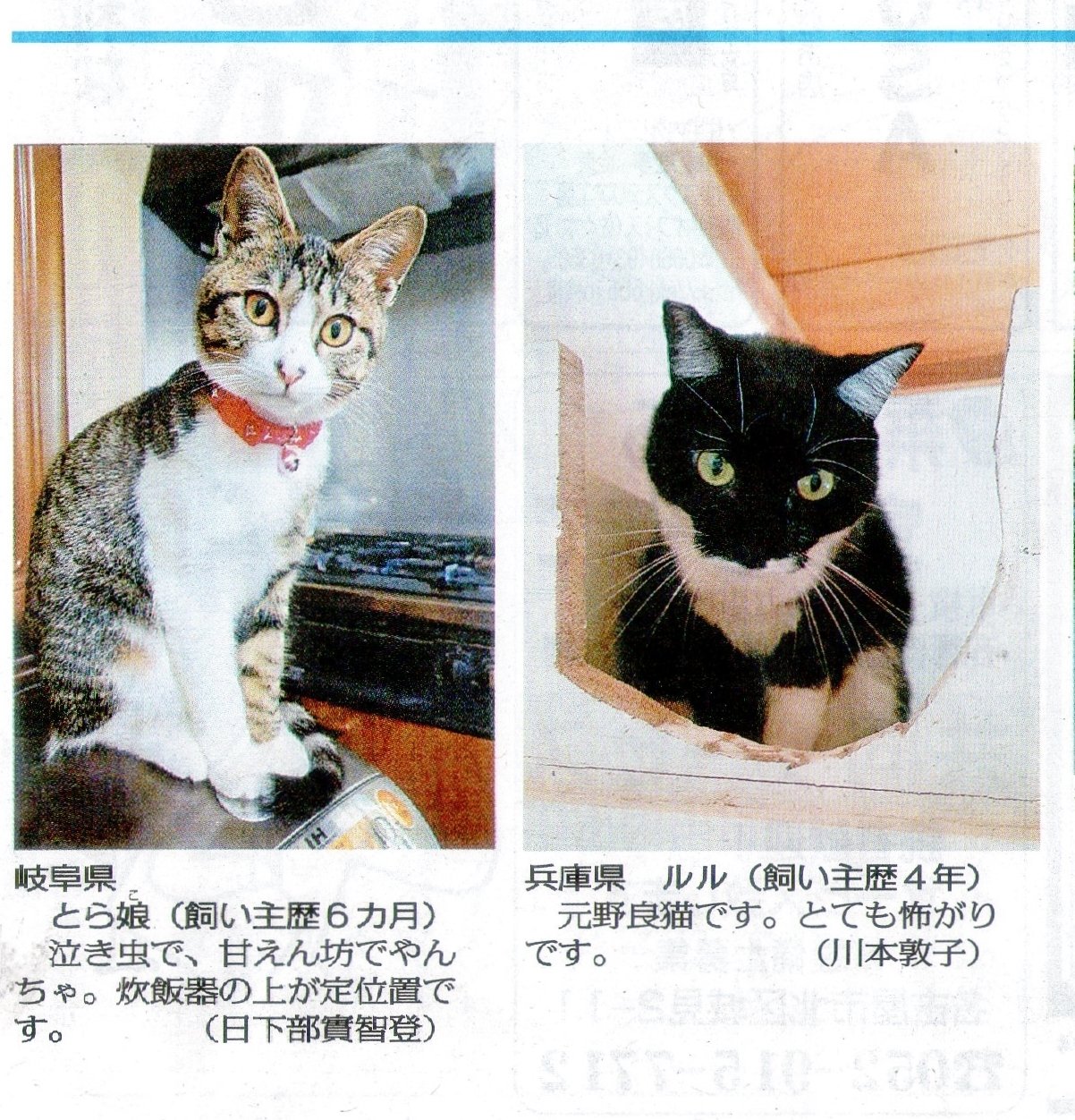 炊飯器 猫 動物 写真 クールなイラストはこちら 炊飯器 猫 動物 写真 クールなイラストはこちら
