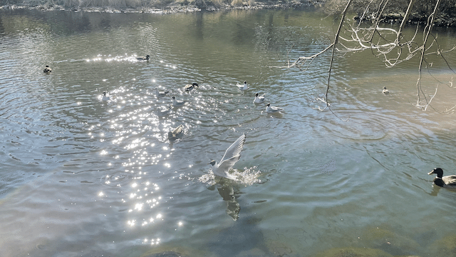 植物公園の中の湖は鴨とカモメが水浴び中。おやつのパン屑を持っていたら、喜んで寄ってきてくれました。鴨は水面をゆっくり掻きながら近寄るのですが、カモメは大袈裟に飛んでくるのでちょっと節操がない感じですね・・・😅 画像4
