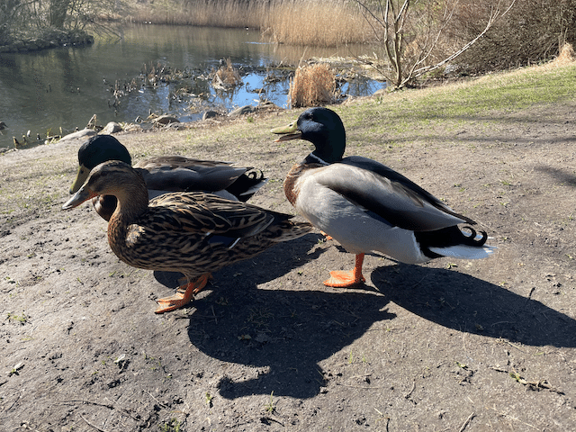 公園内の鴨は人間をあまり恐れていないので、「ガー、ガー」言いながらかなり接近! この写真は望遠なしで激写したので、めっちゃ近いです。最後の鴨のしっぽが「くるリン」となっているのは寝癖のようで可愛いですね♪ 画像5