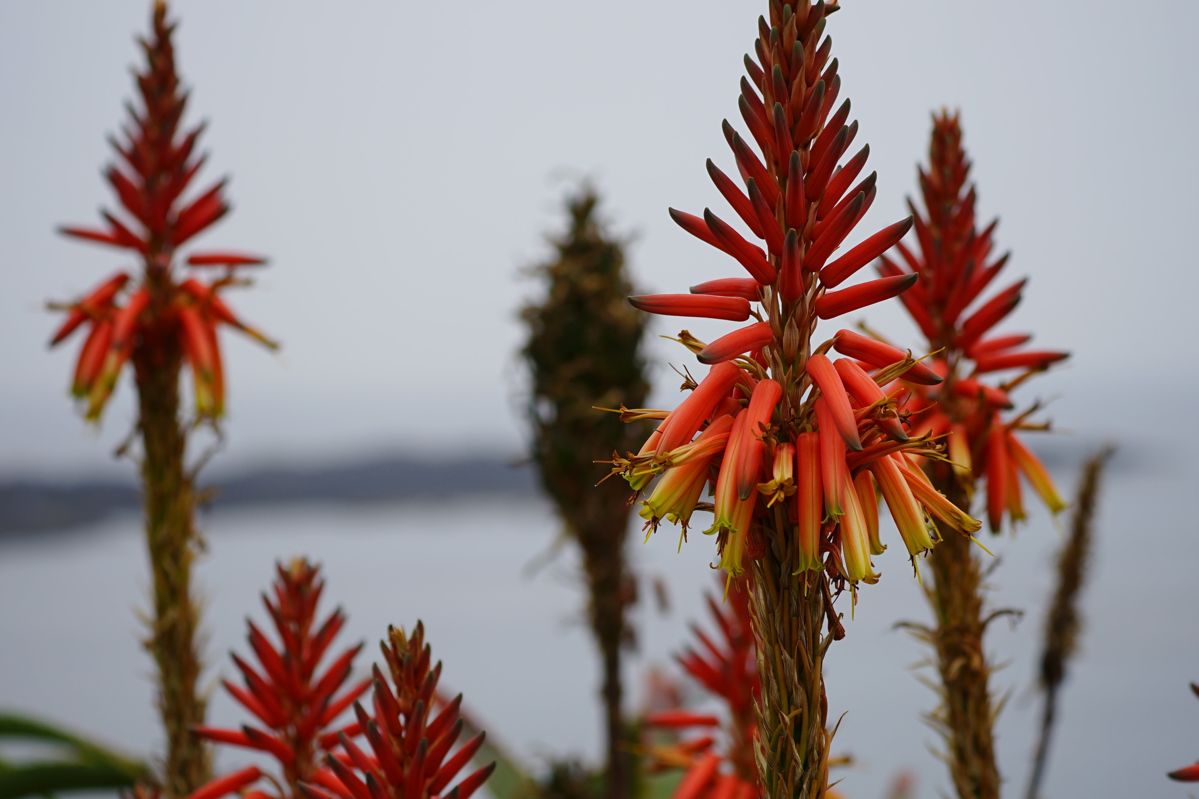 南国の花 カセットboy Note